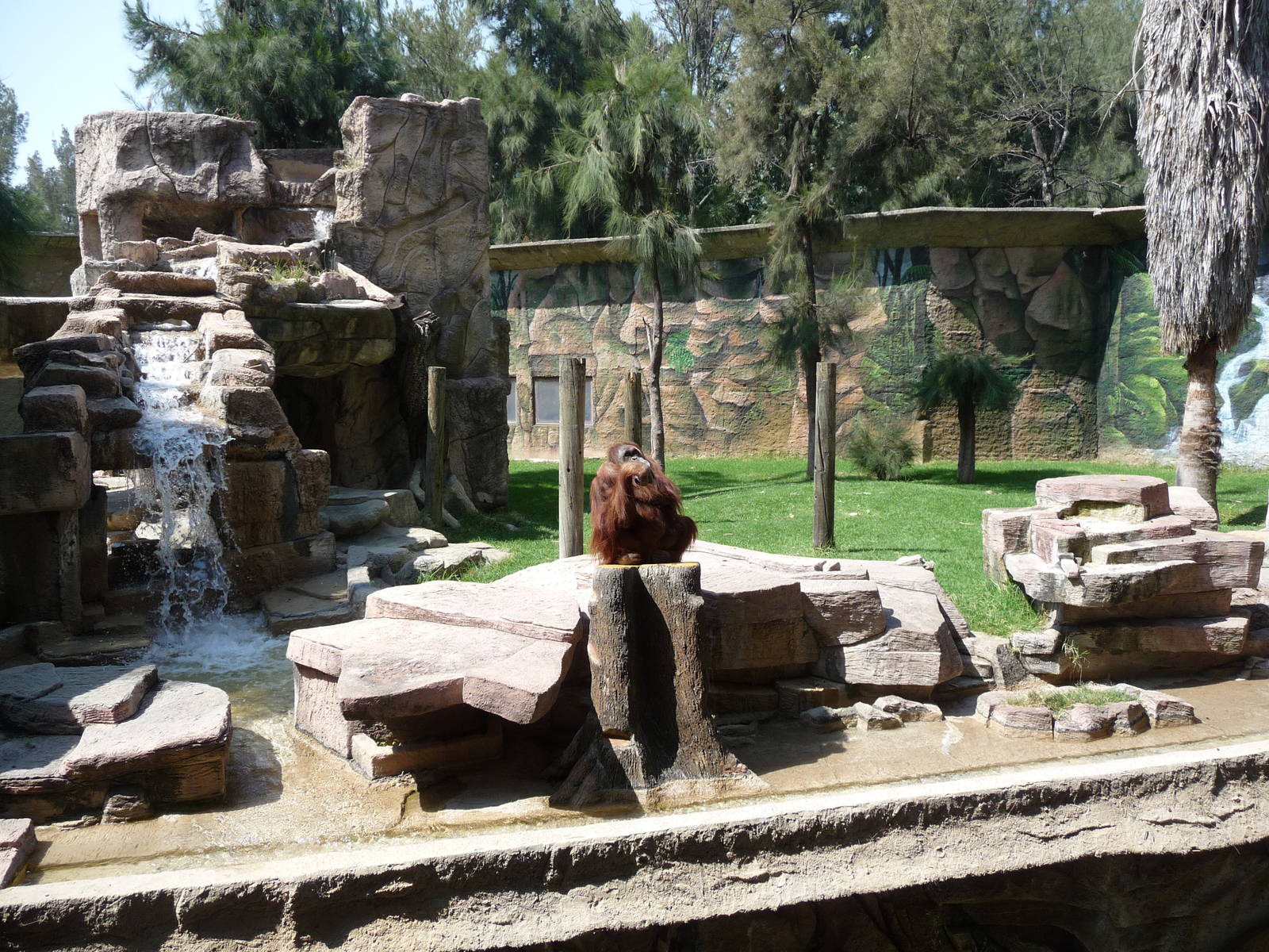 orangutan exhibit zoo leon