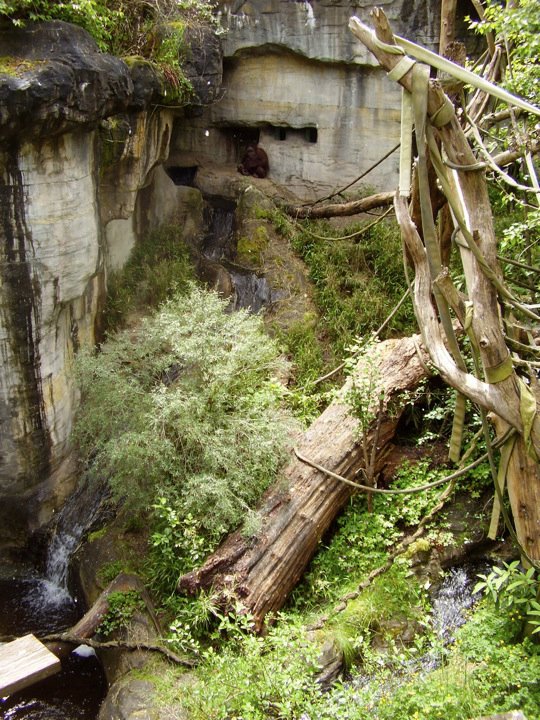 Orangutan Exhibit.