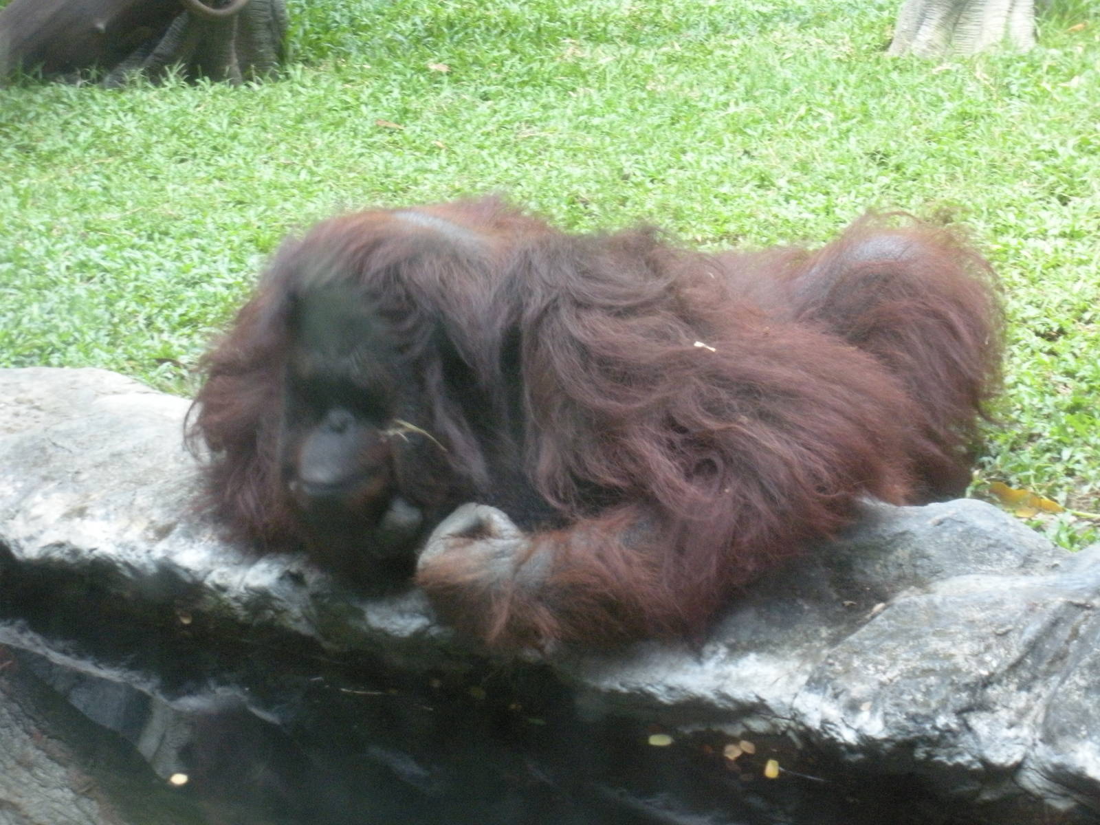 Orangutan Exhibit