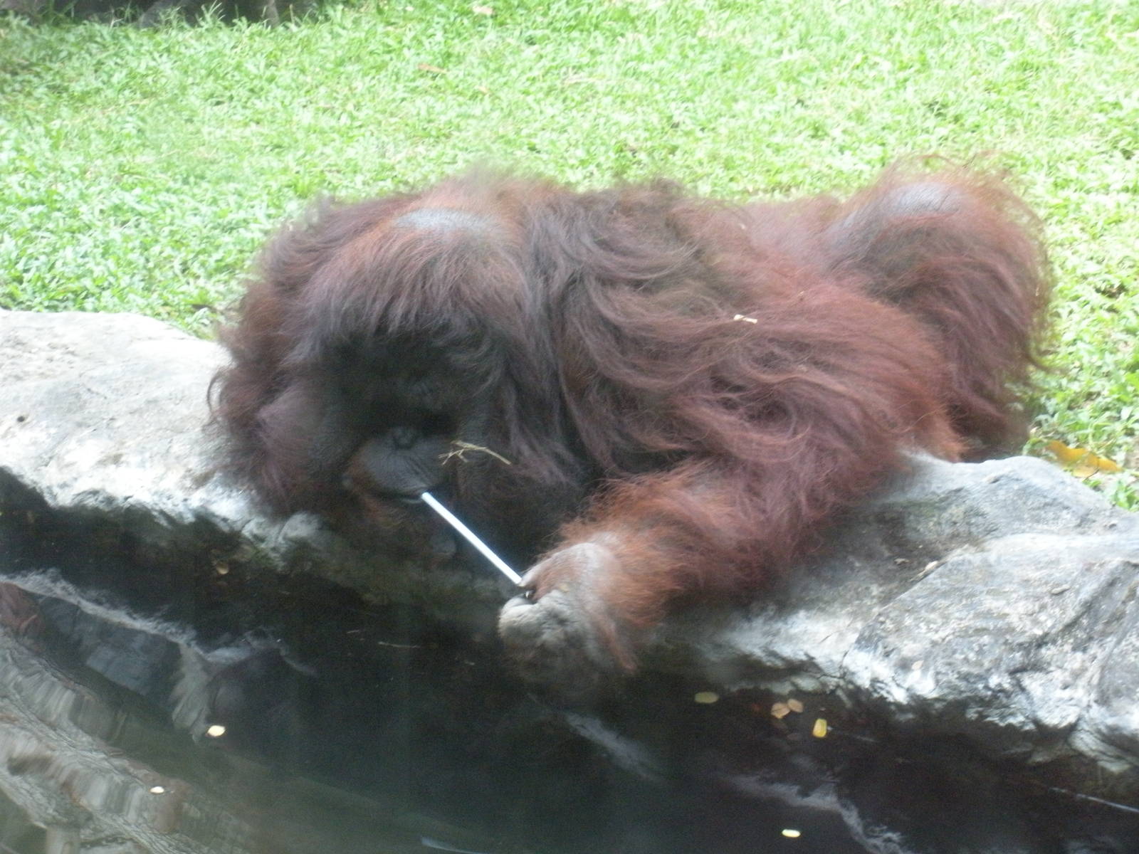 Orangutan Exhibit