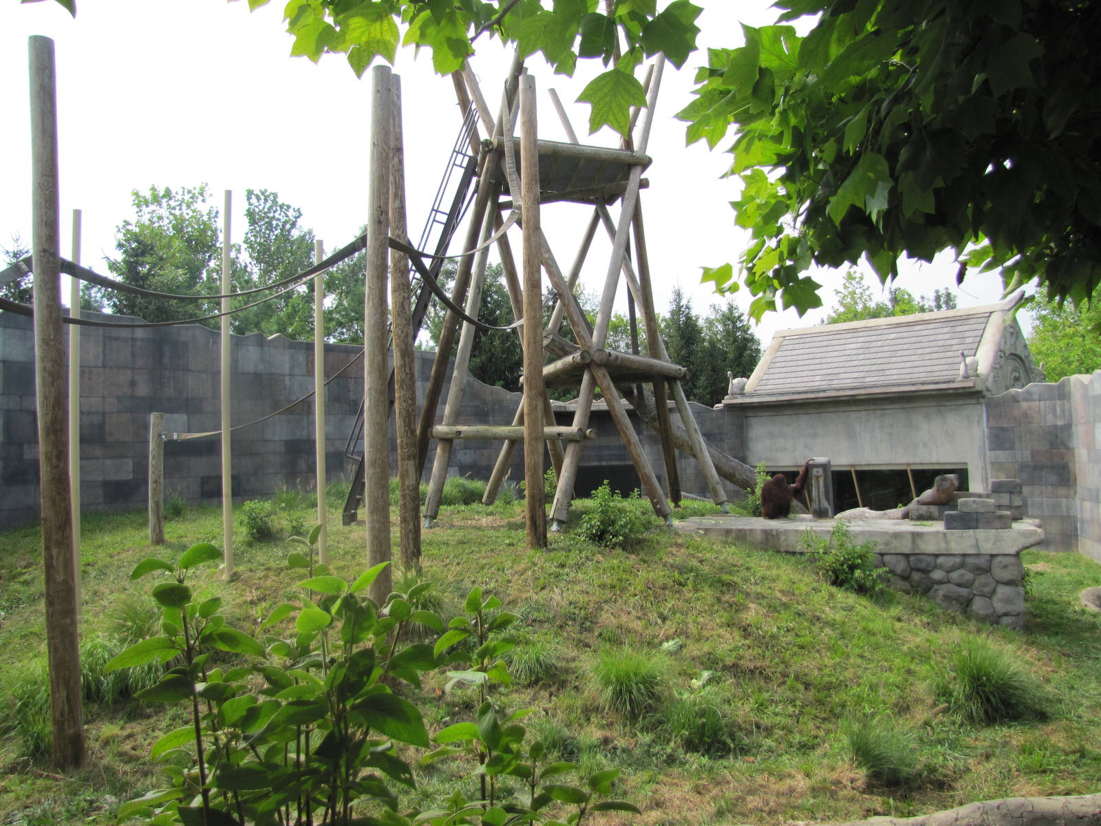 Orangutan Exhibit