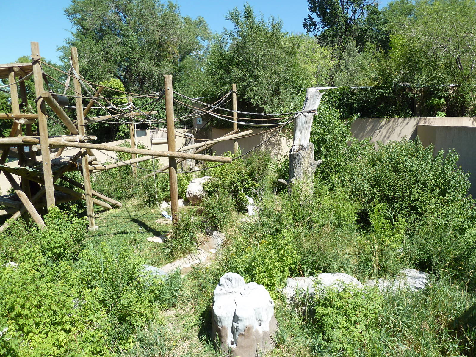 Orangutan Exhibit