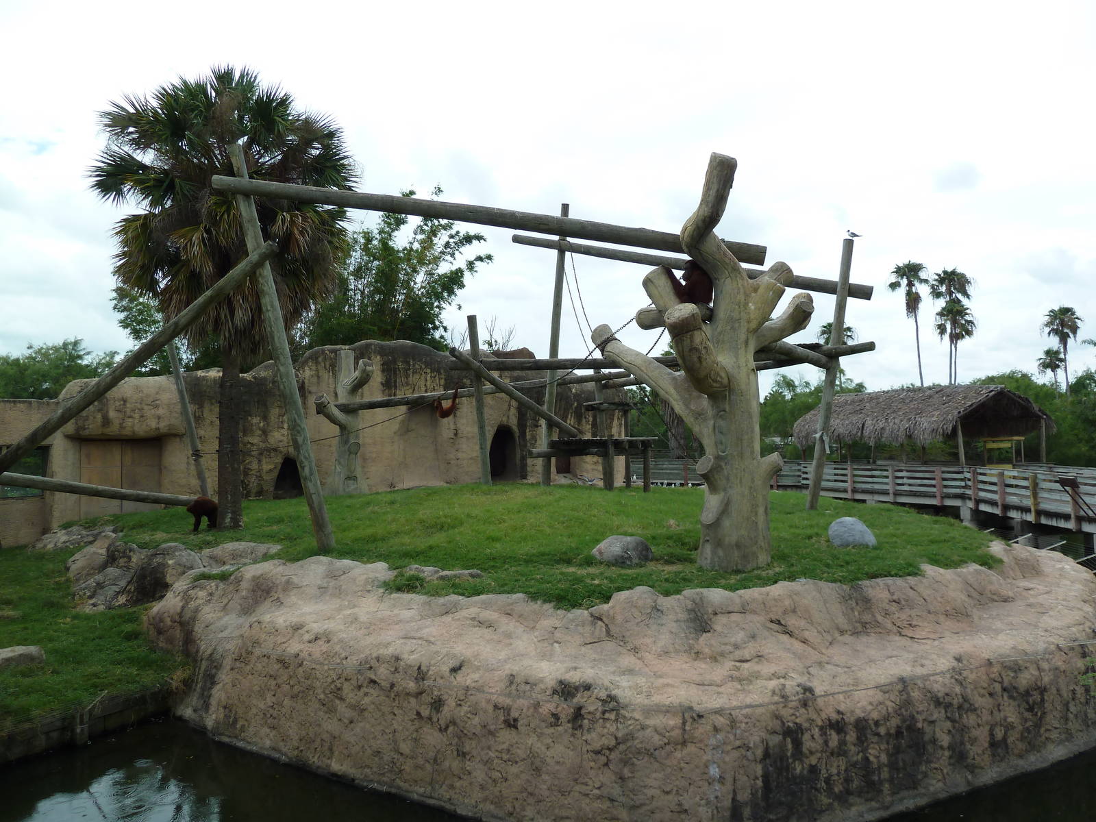 Orangutan Exhibit