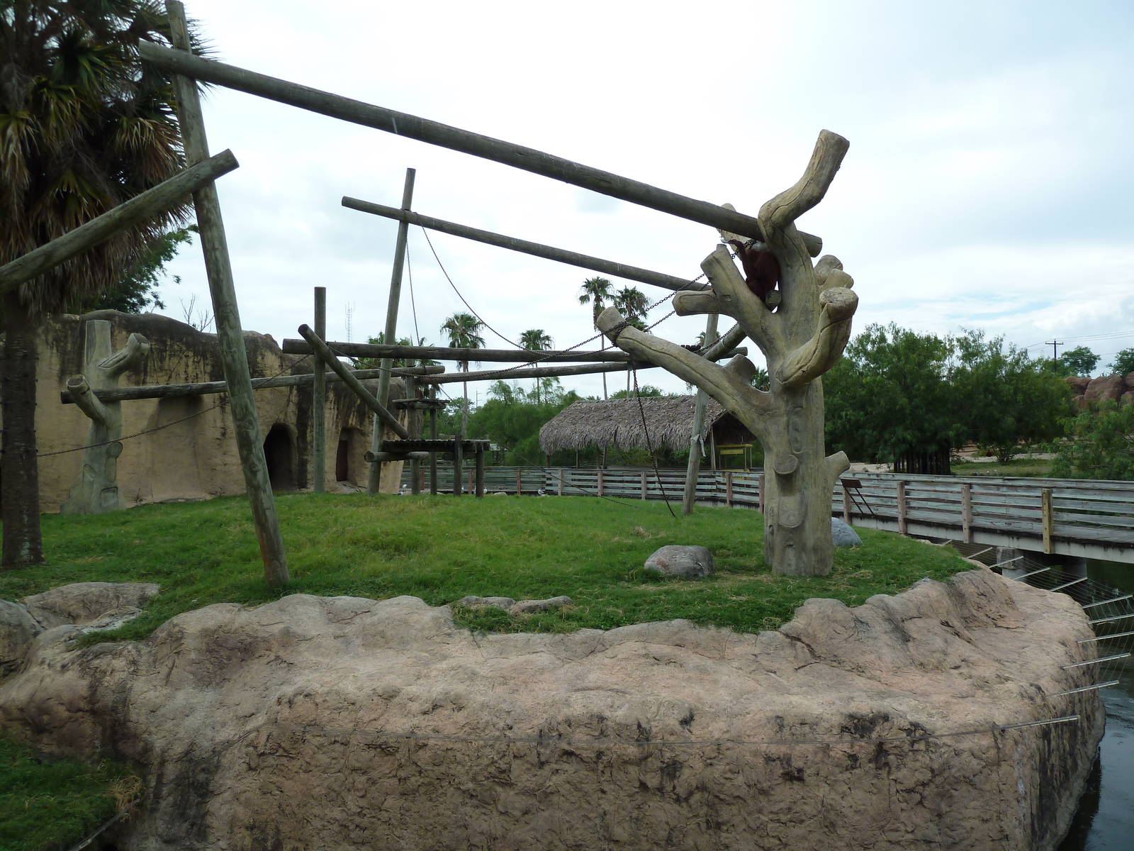 Orangutan Exhibit