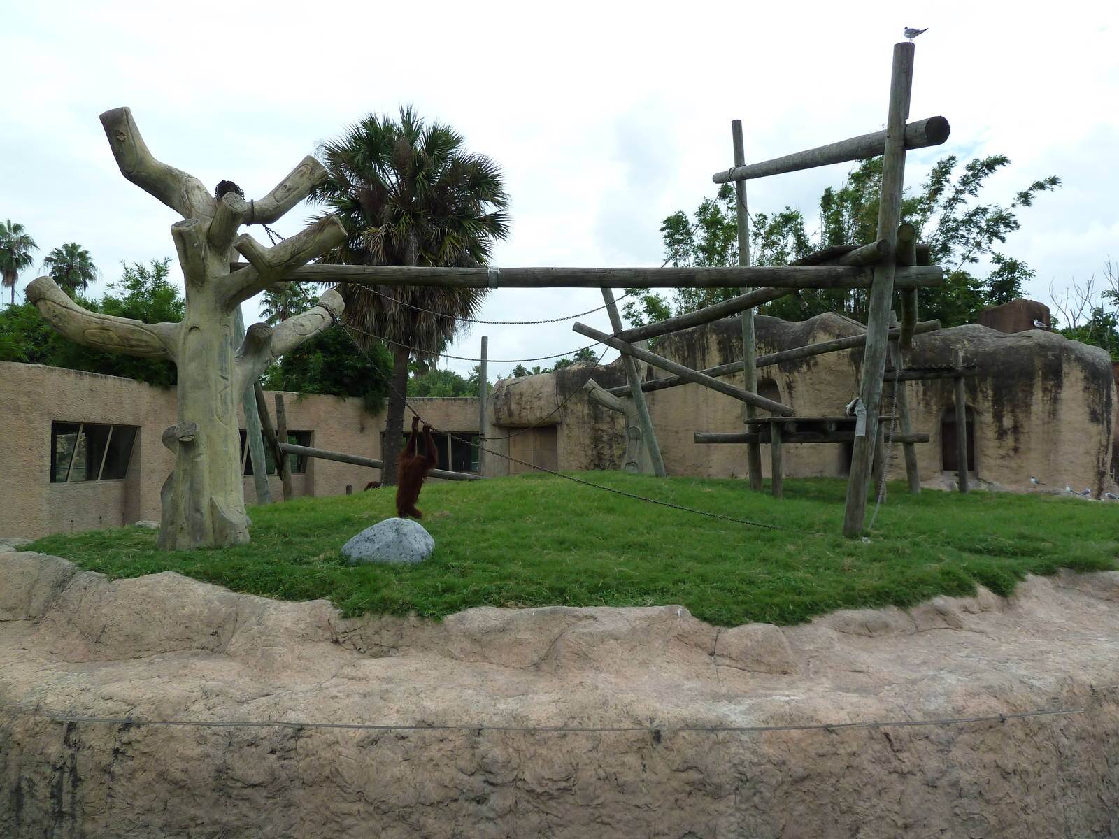 Orangutan Exhibit