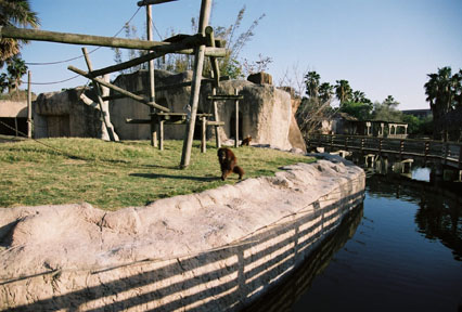 orangutan exhibit