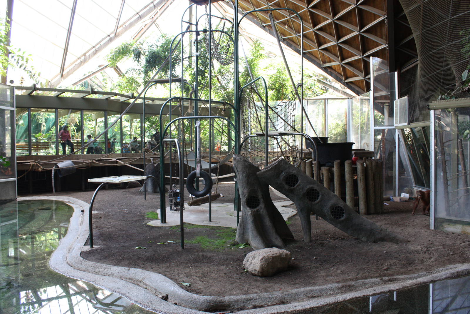 Orangutan Exhibit