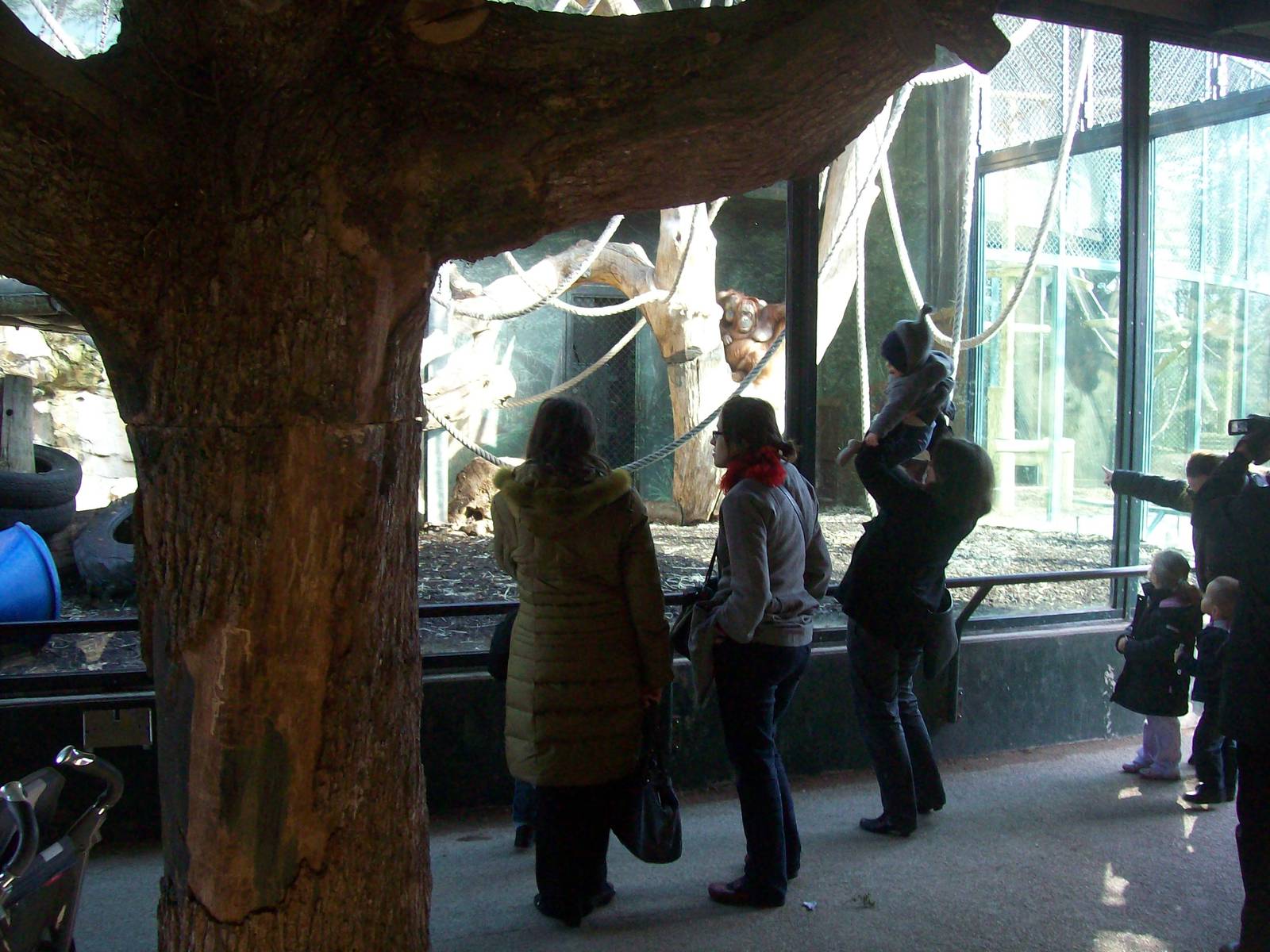 Orangutan Exhibit