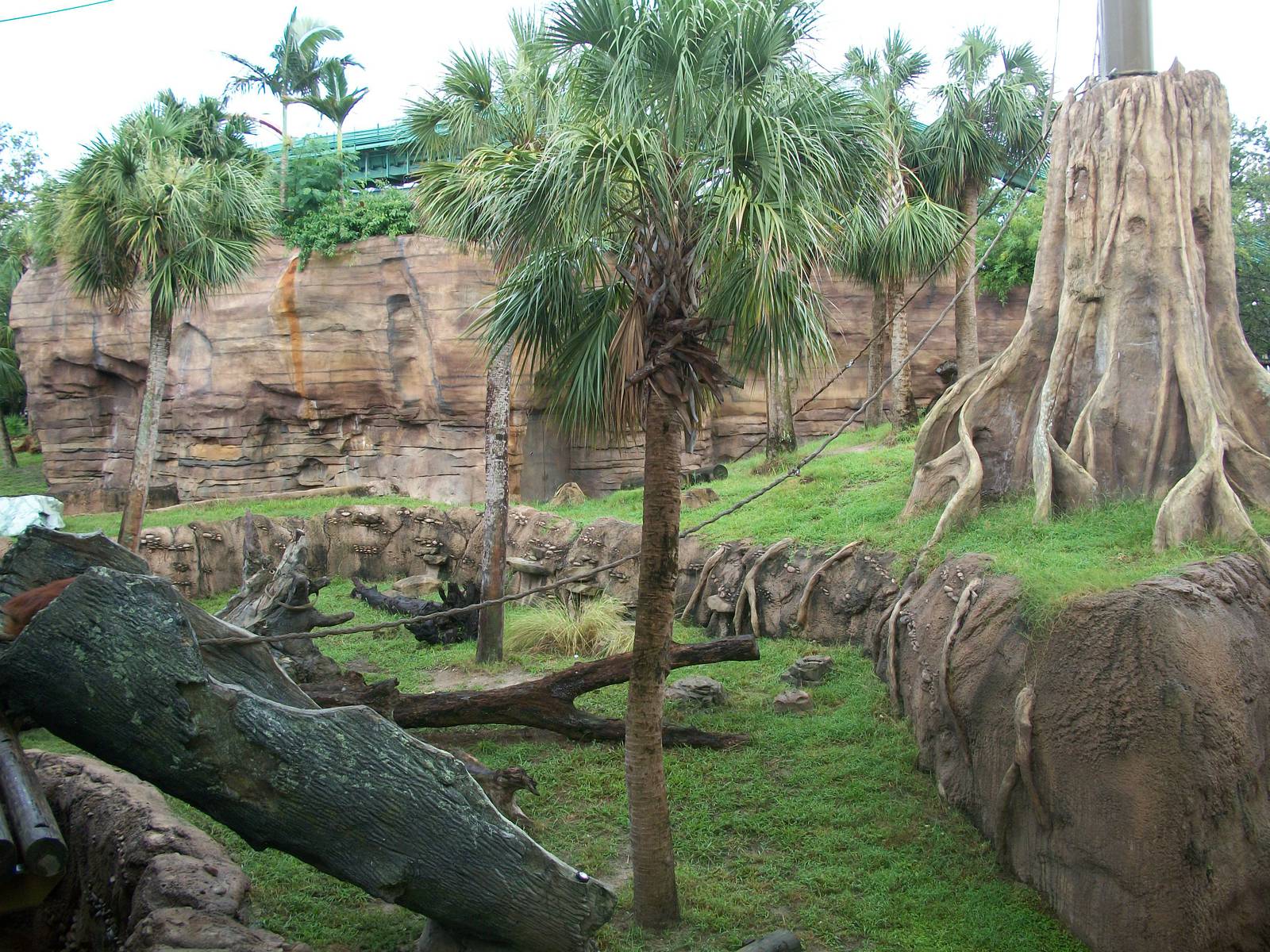 Orangutan Exhibit
