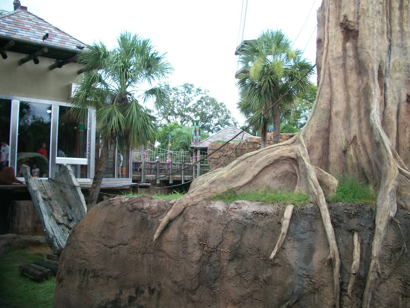 Orangutan Exhibit