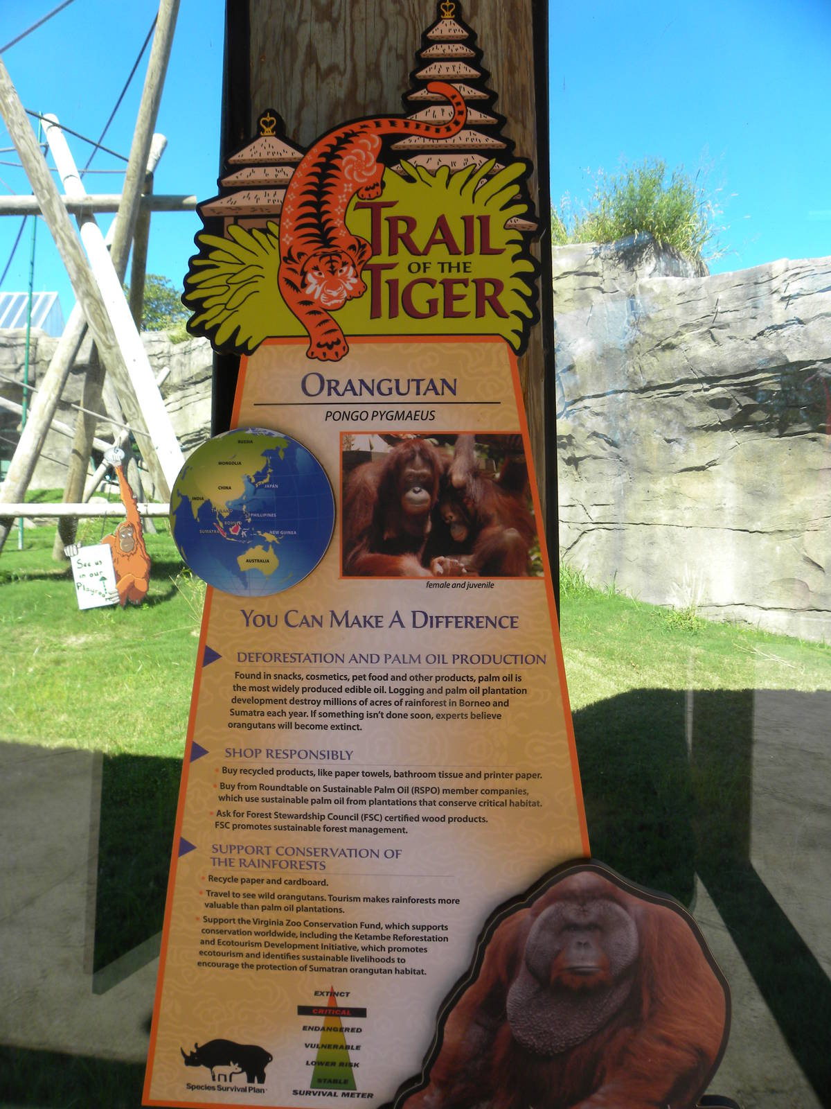 Orangutan Exhibit