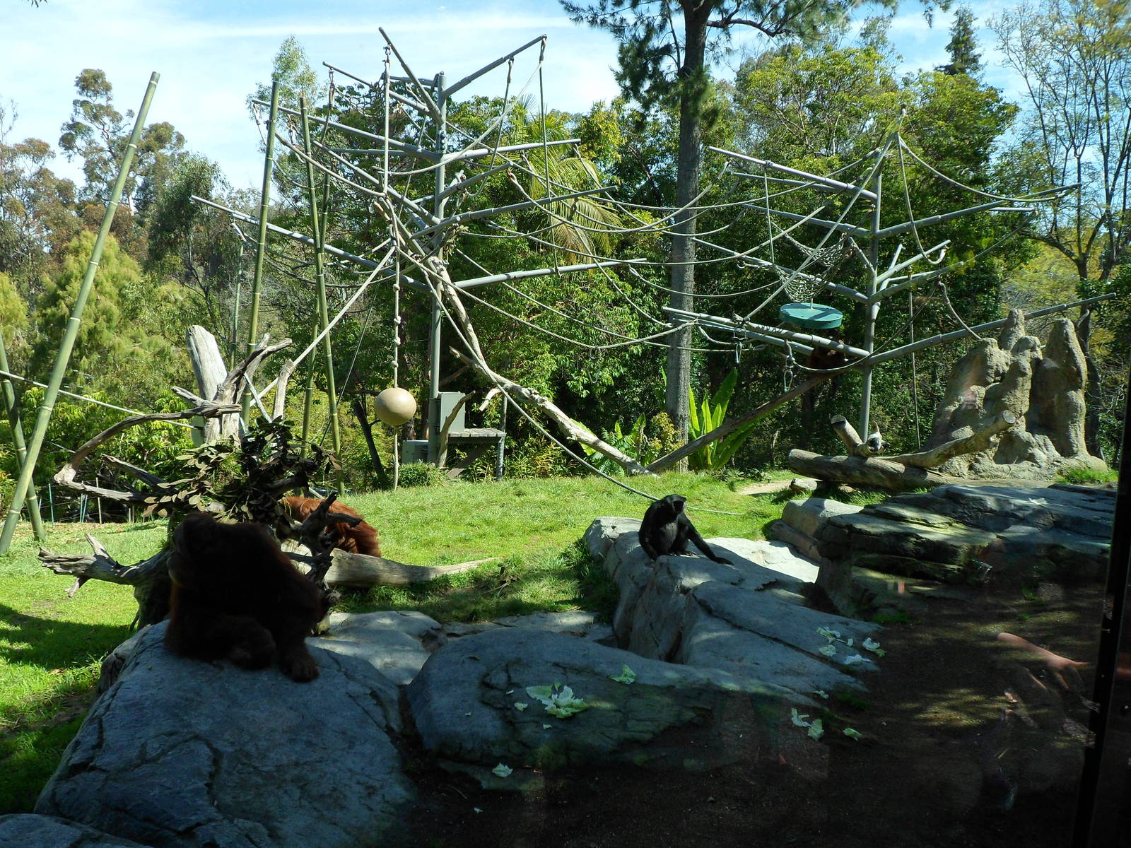 Orangutan Exhibit