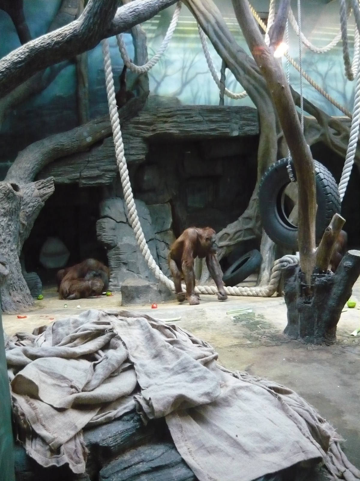Orangutan exhibit