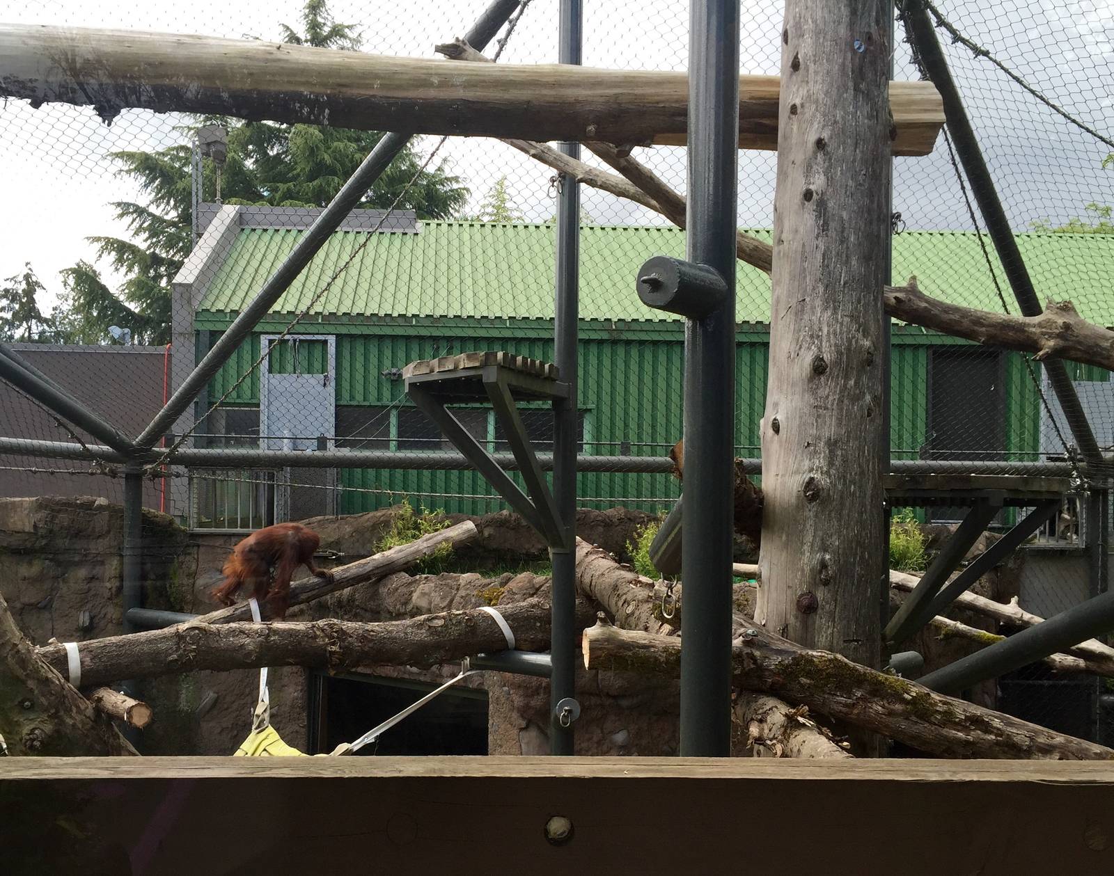 Orangutan Exhibit