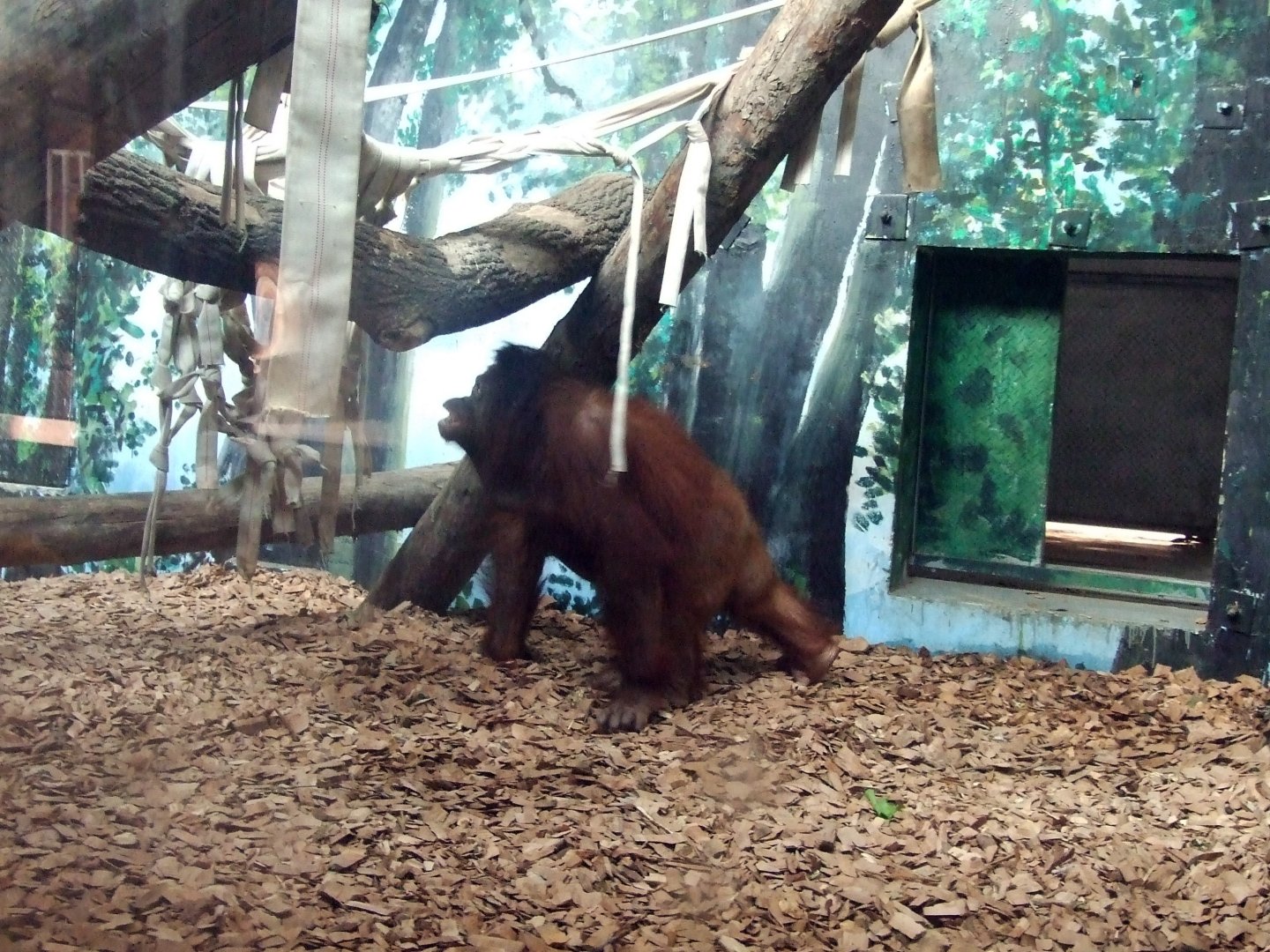 Orangutan exhibit