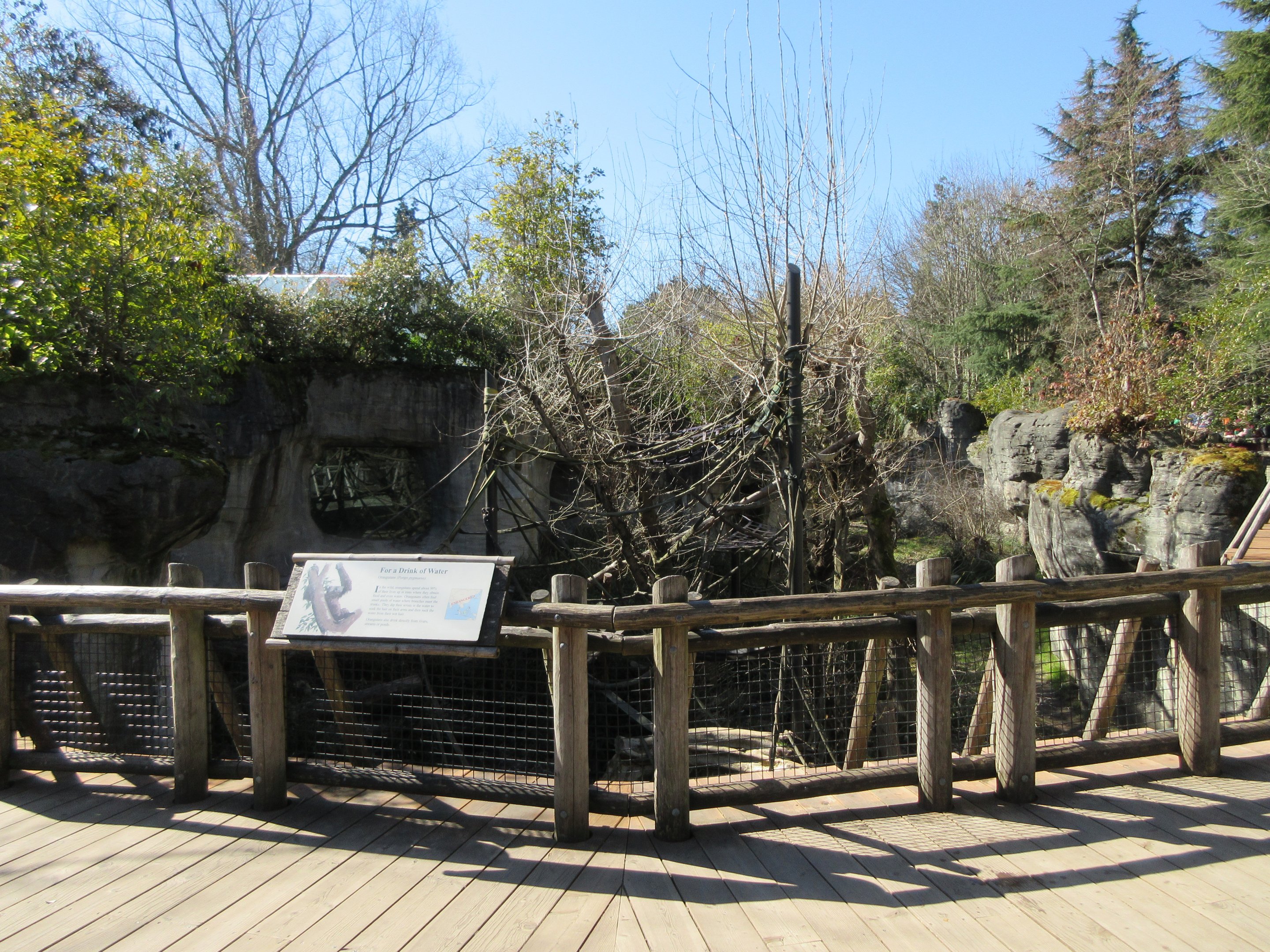 Orangutan Exhibit