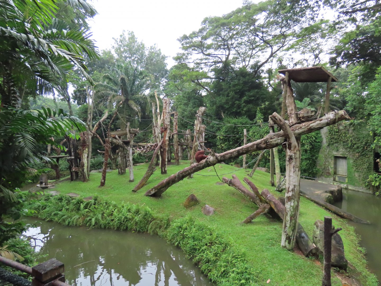 Orangutan exhibit
