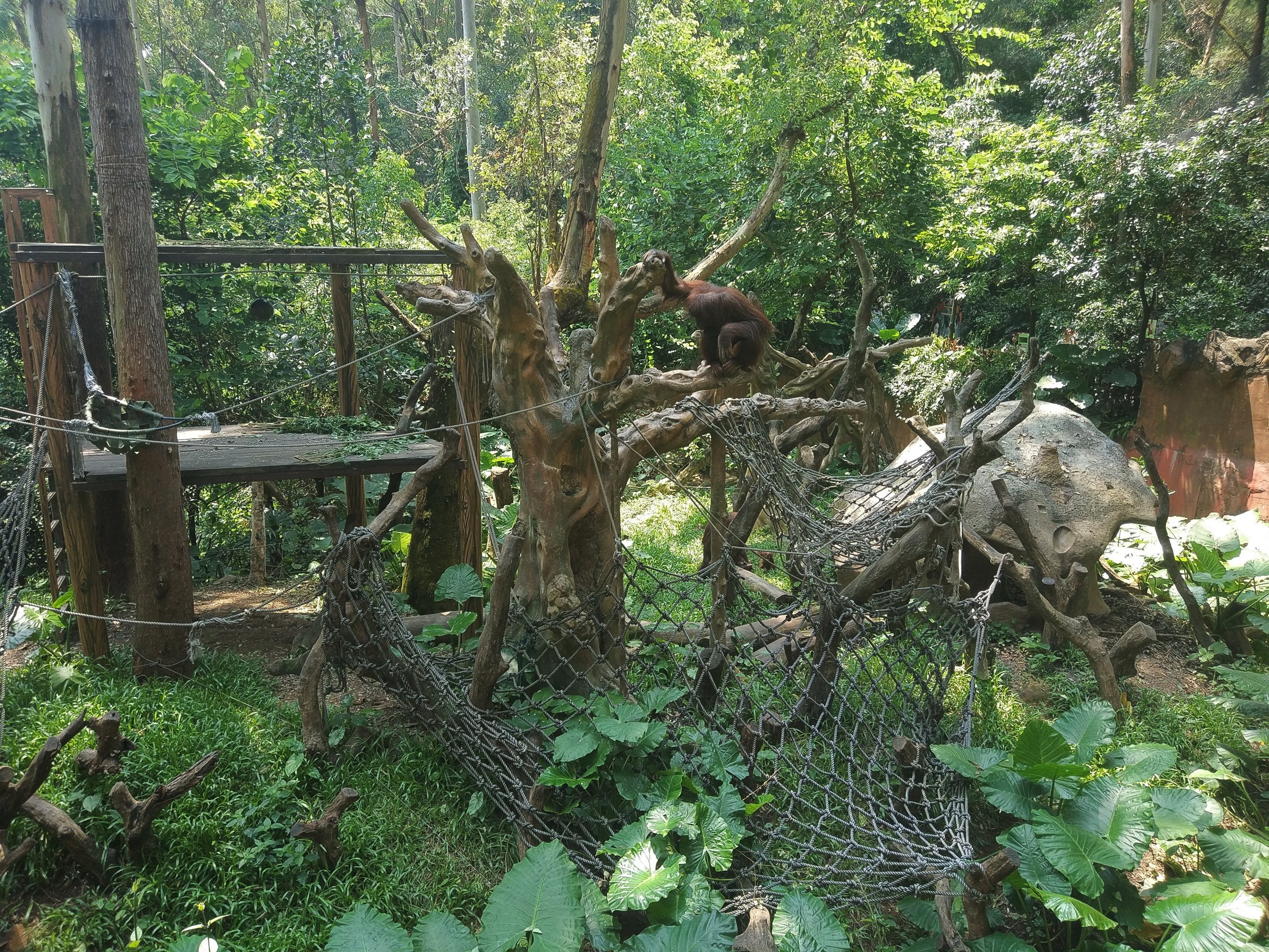 Orangutan Exhibit