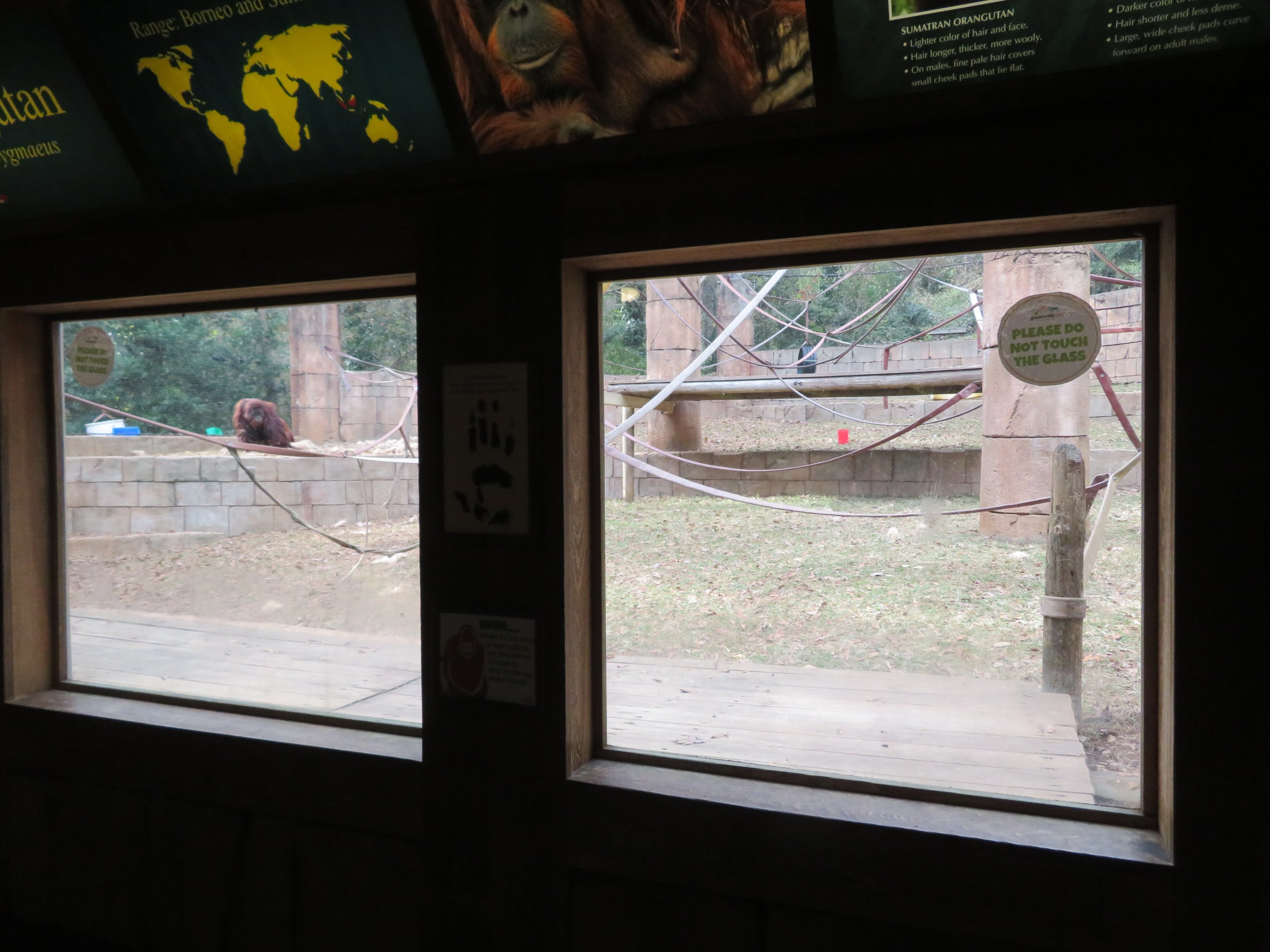 Orangutan Exhibit