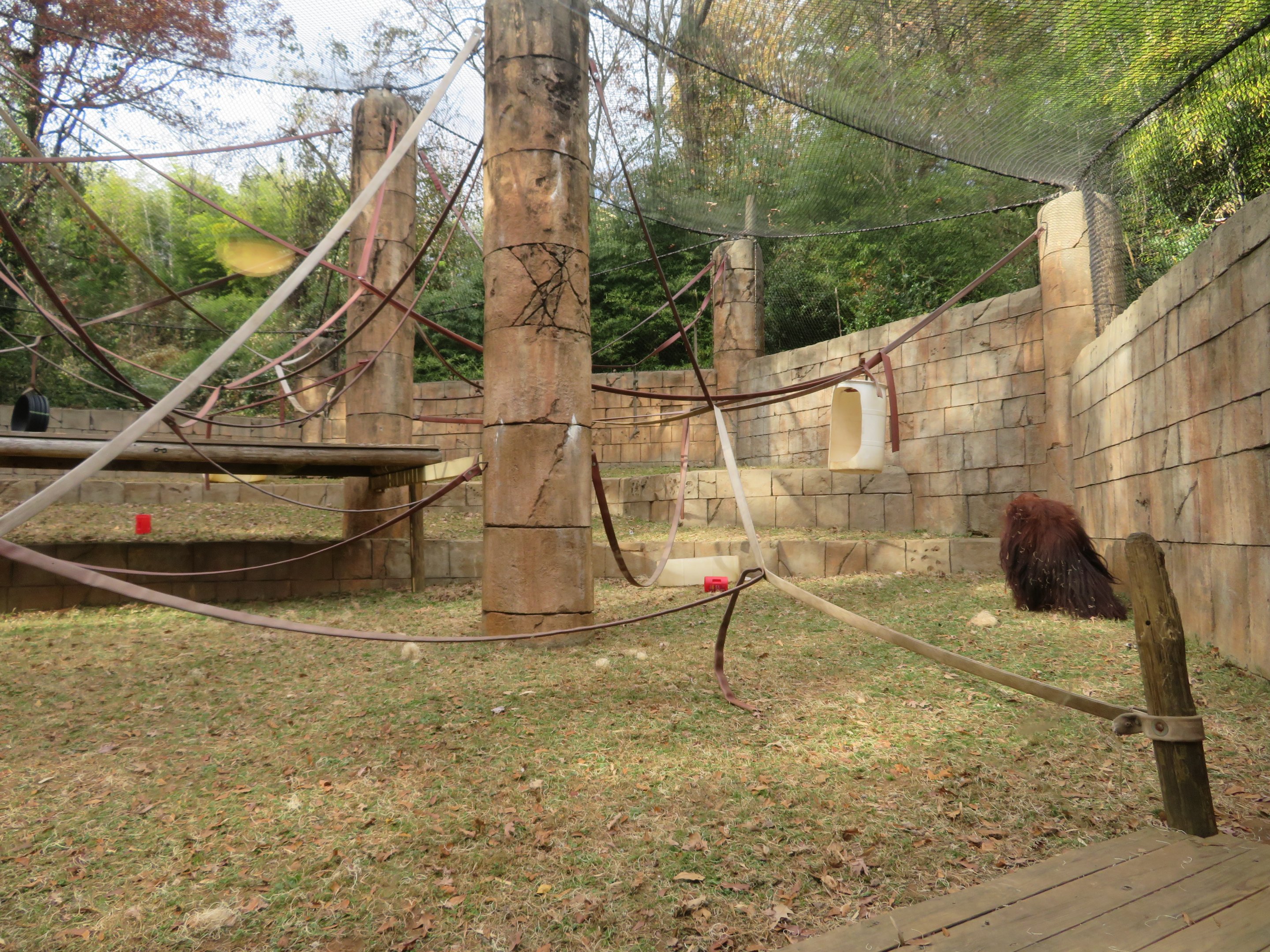 Orangutan Exhibit