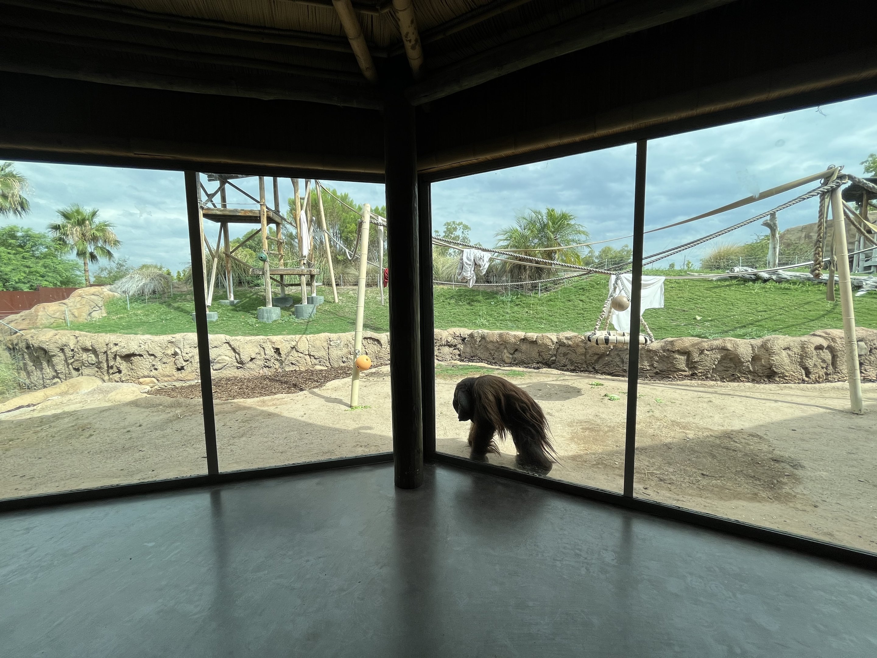 Orangutan Exhibit