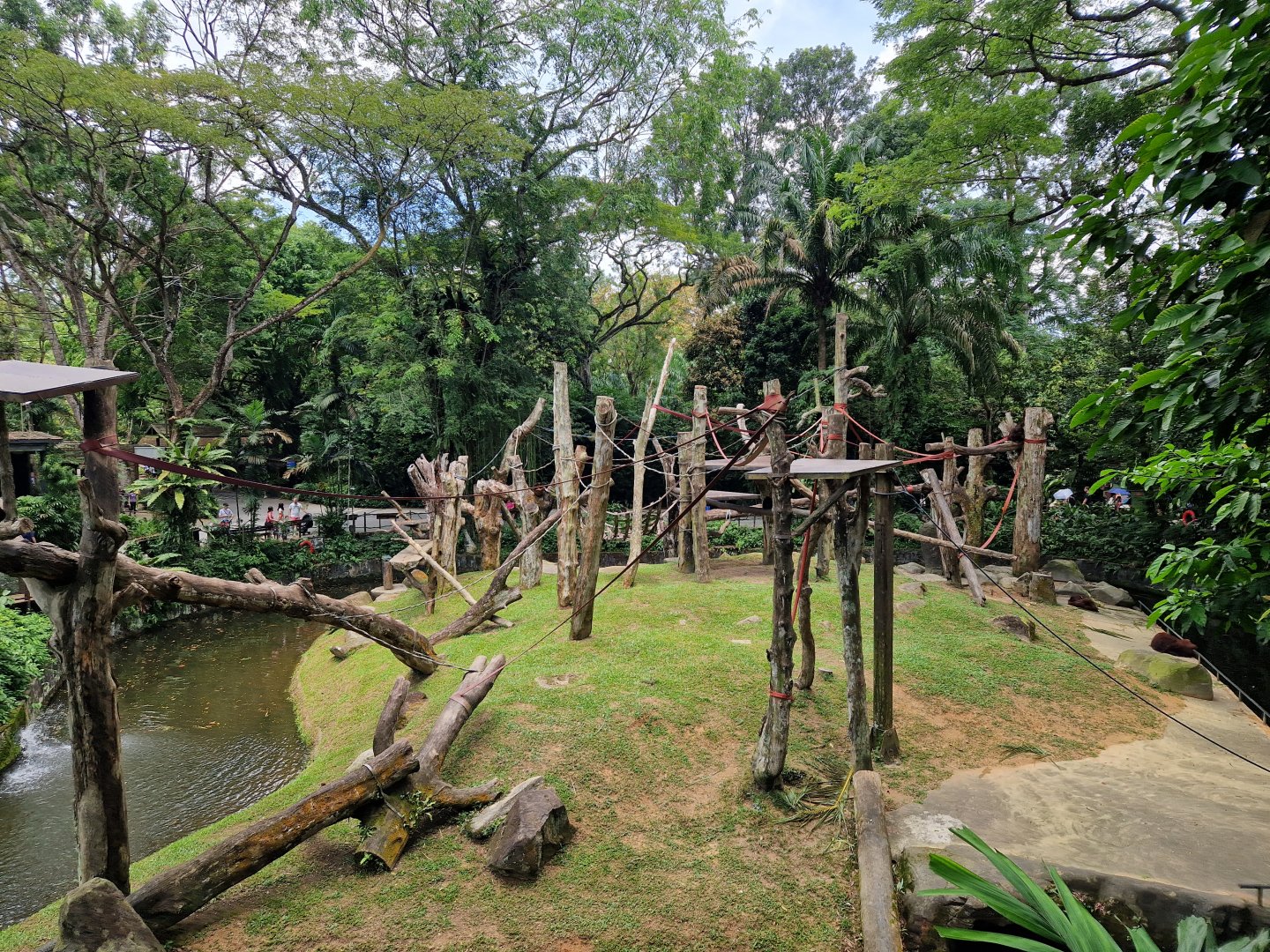 Orangutan exhibit