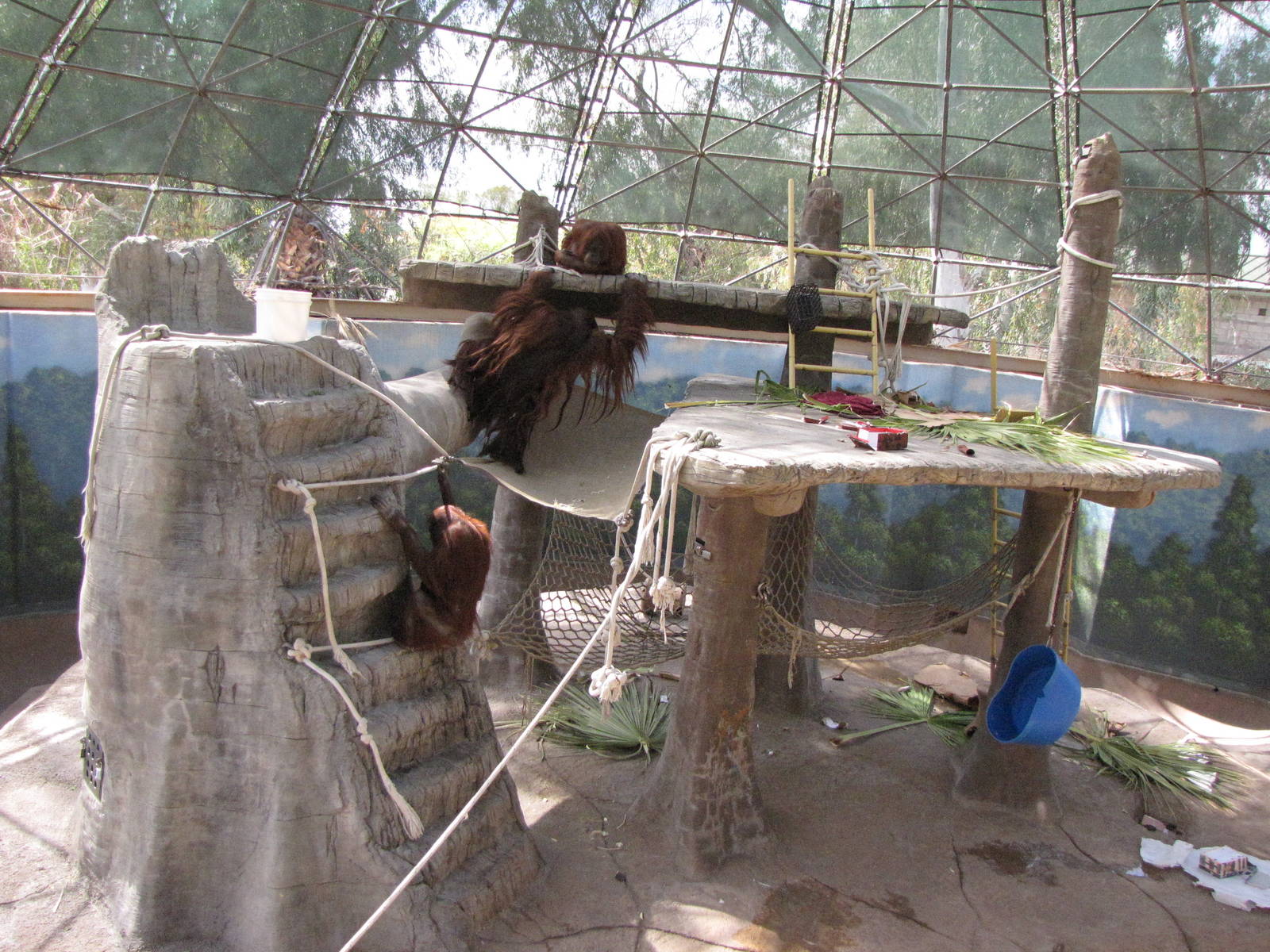 Orangutan Exhibit