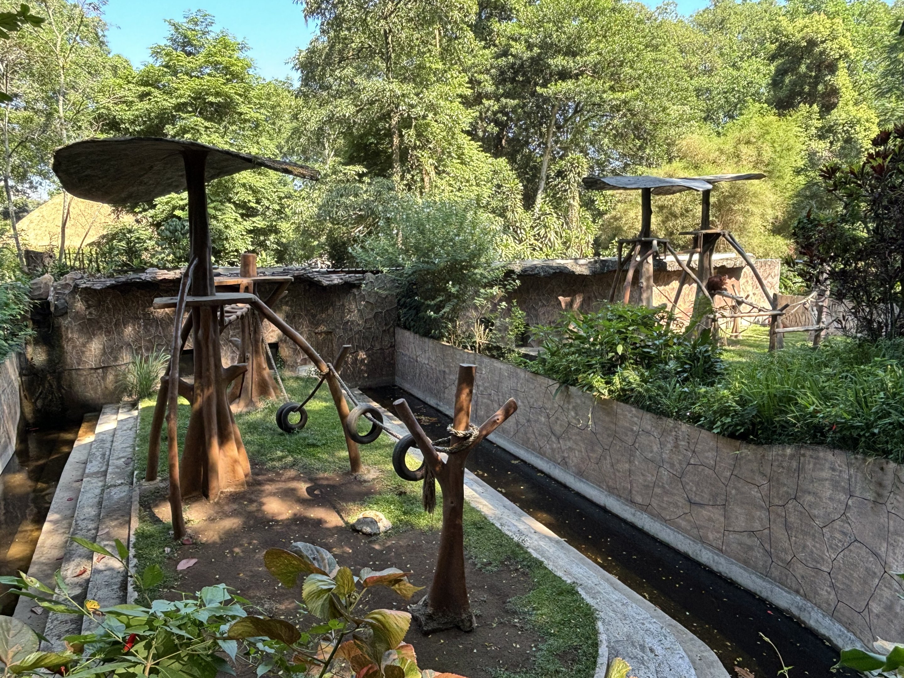 Orangutan Exhibits #1 + #2 - Bornean