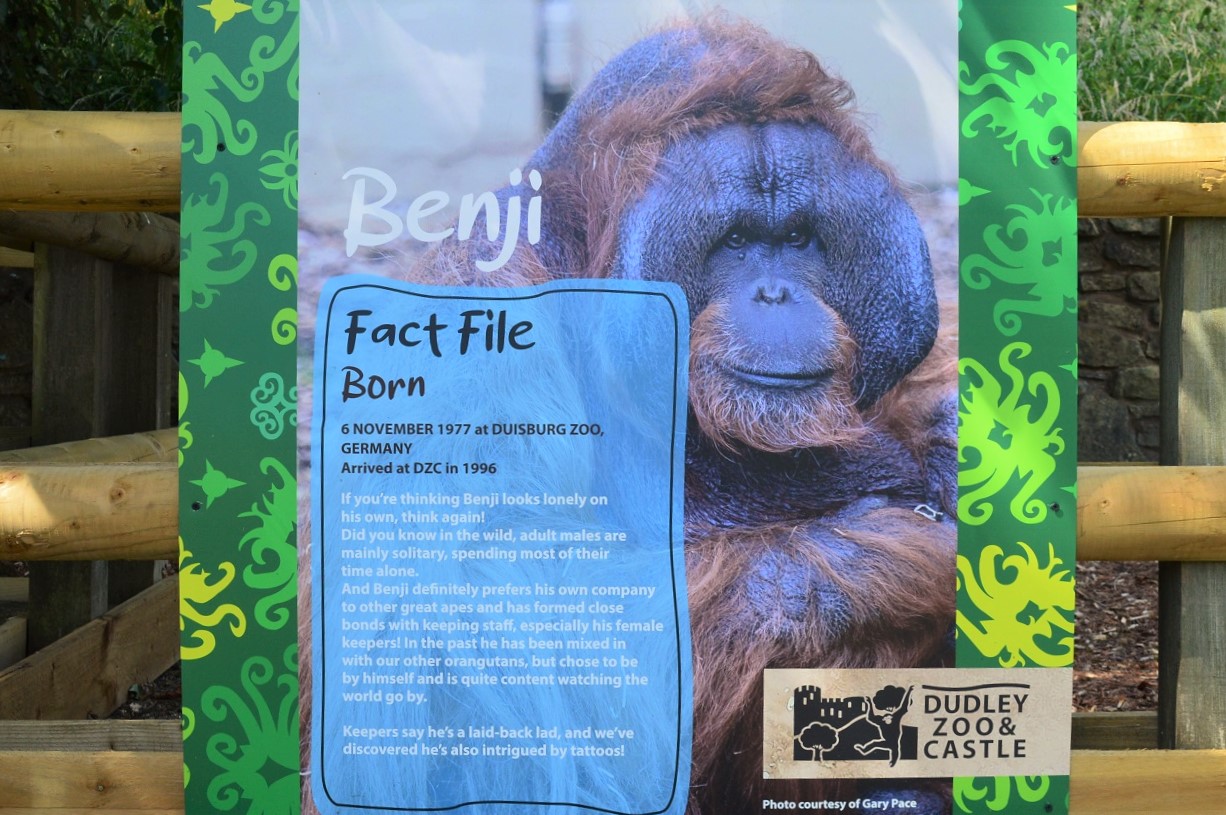 Orangutan fact file - Benji