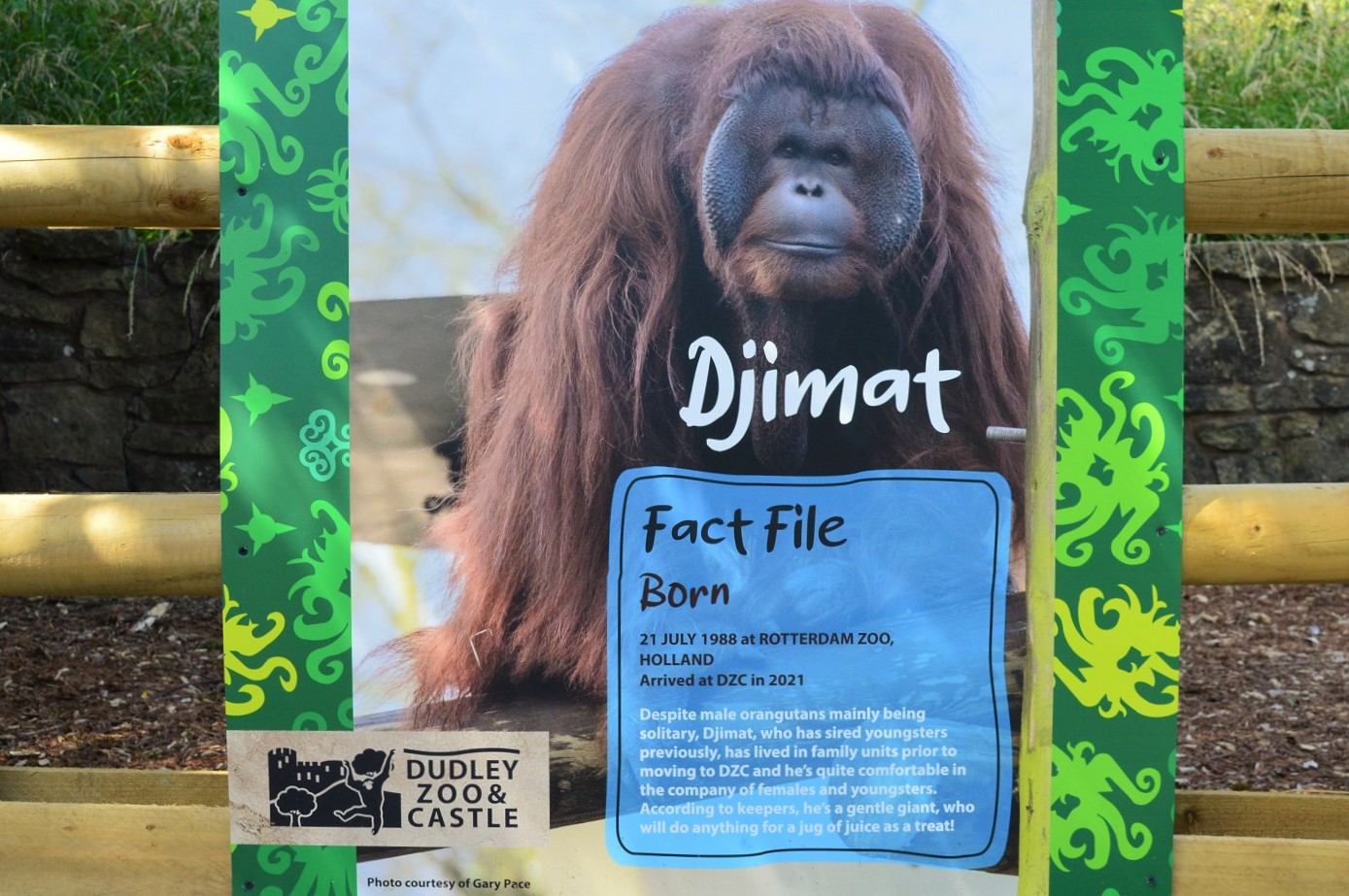 Orangutan fact file - Djimat