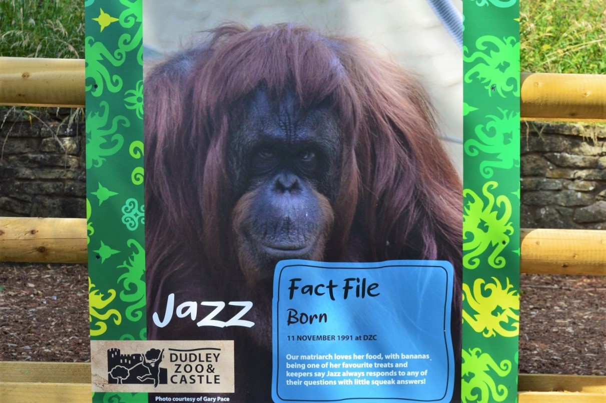 Orangutan fact file - Jazz