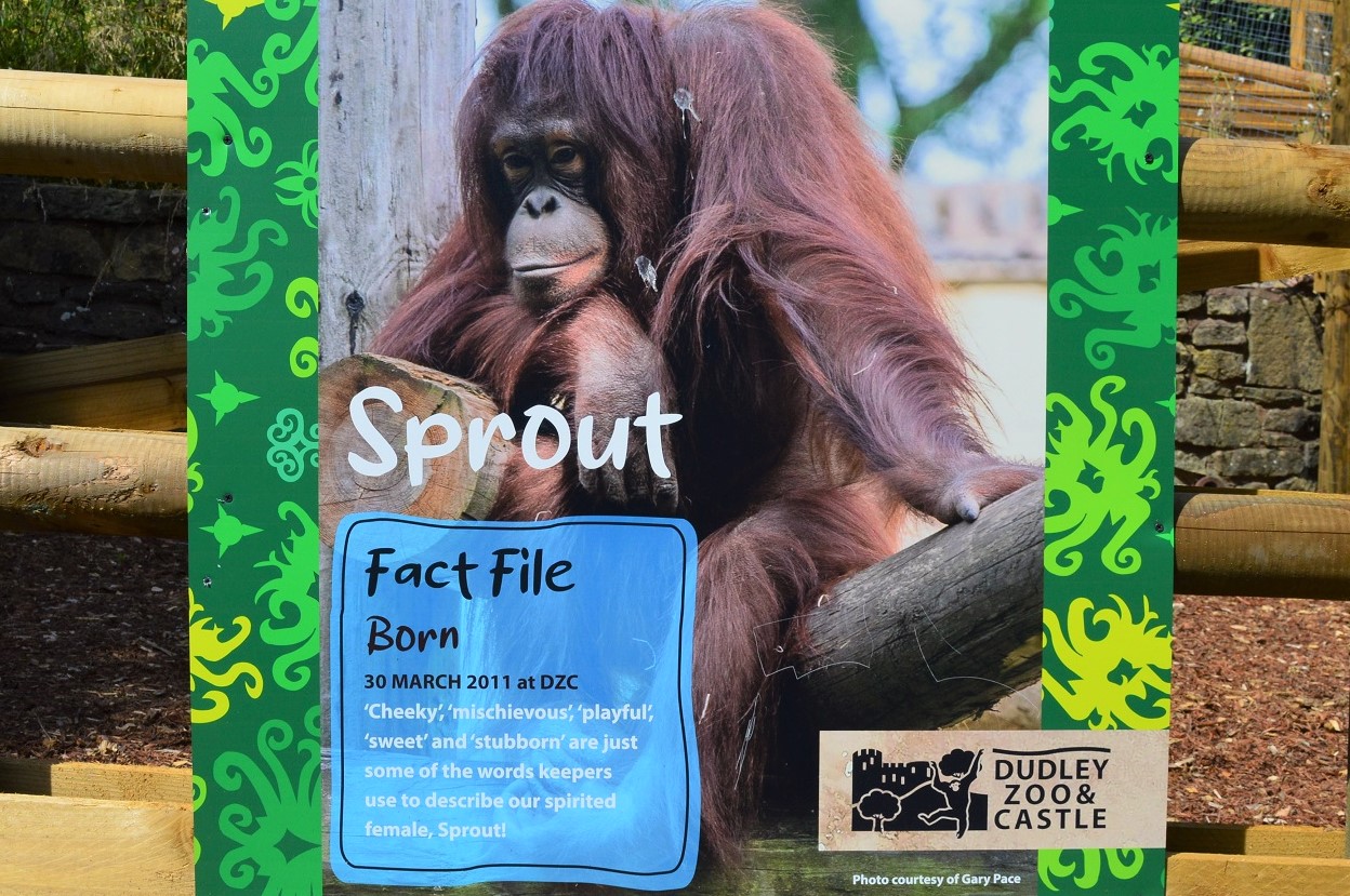 Orangutan fact file - Sprout