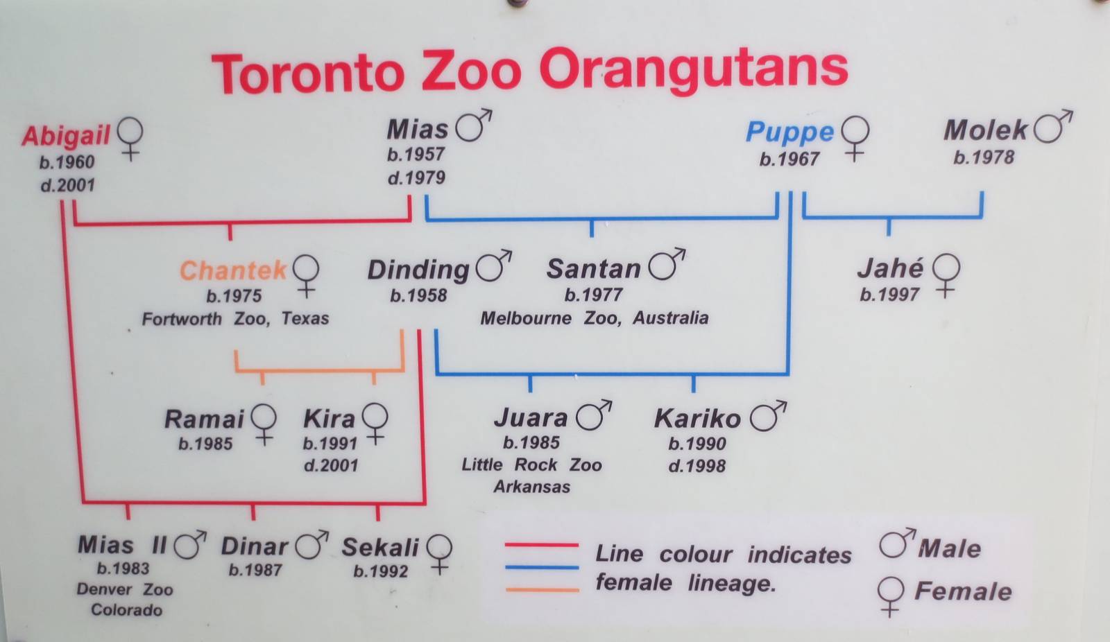 Orangutan Family Tree