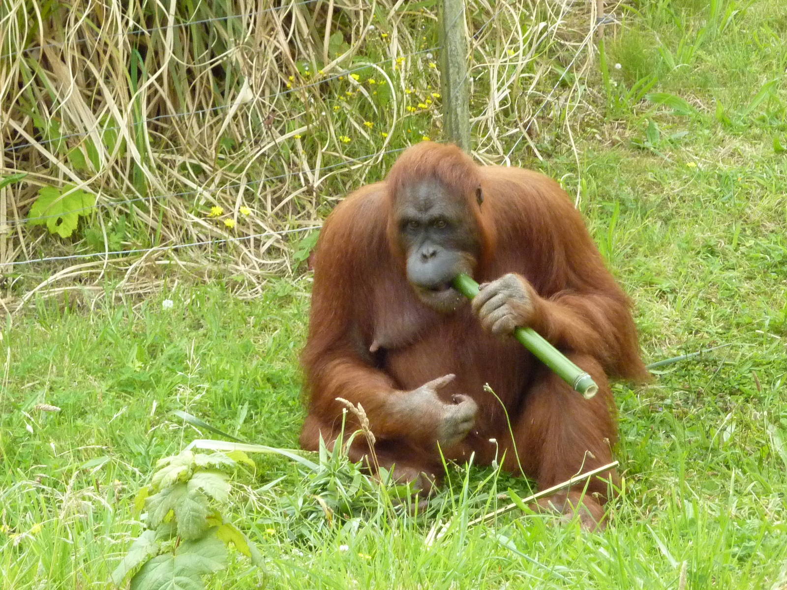Orangutan feeding time - 2011