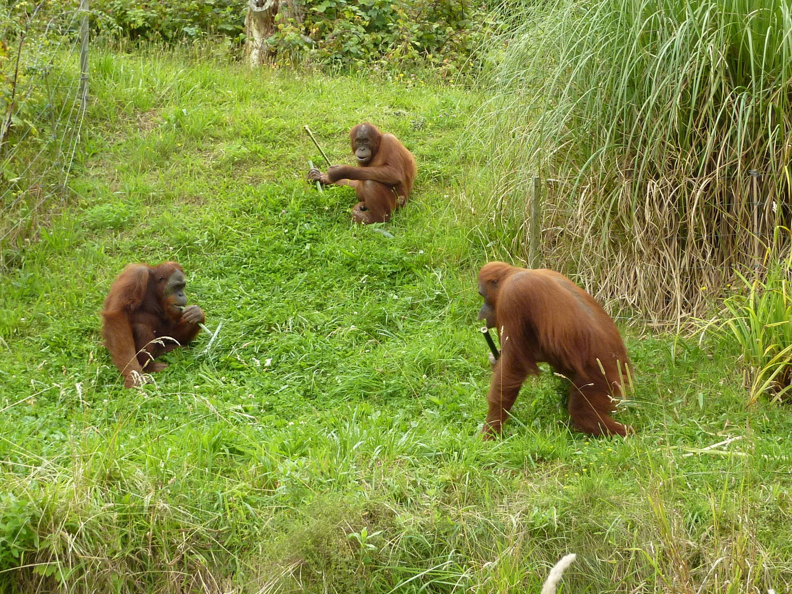 Orangutan feeding time - 2011