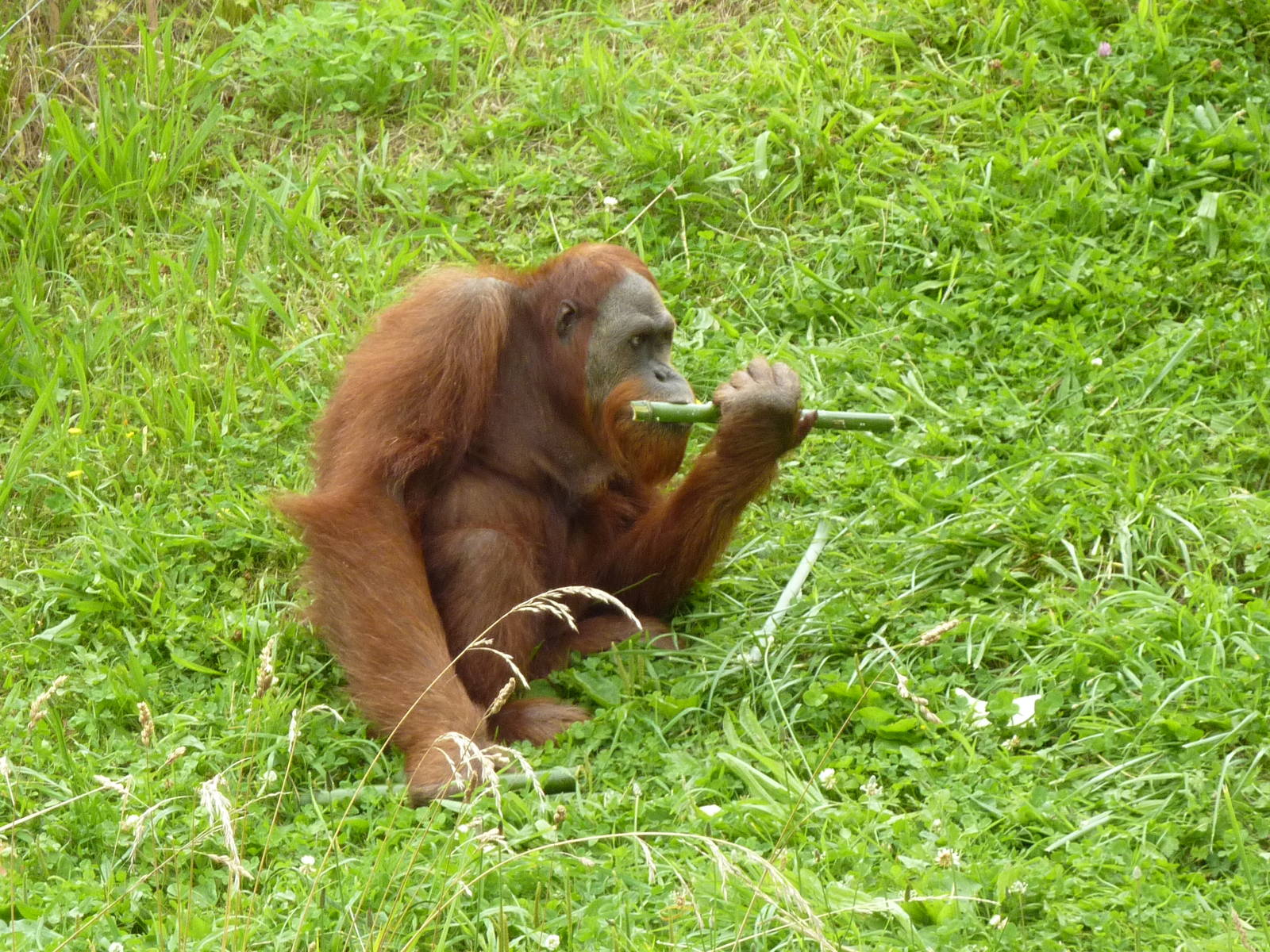 Orangutan feeding time - 2011