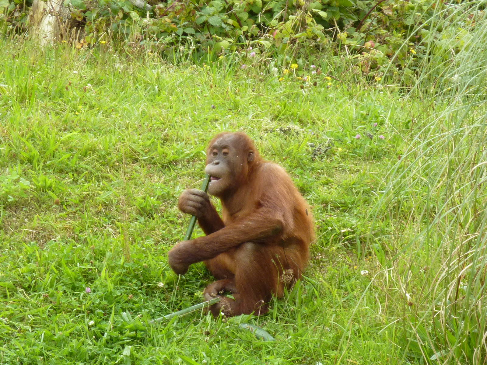 Orangutan feeding time - 2011