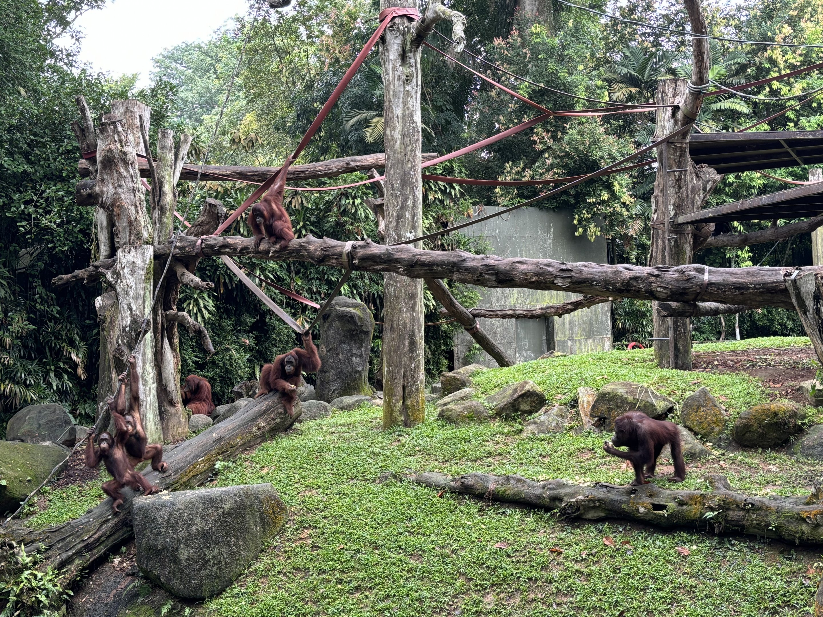 Orangutan Feeding Time