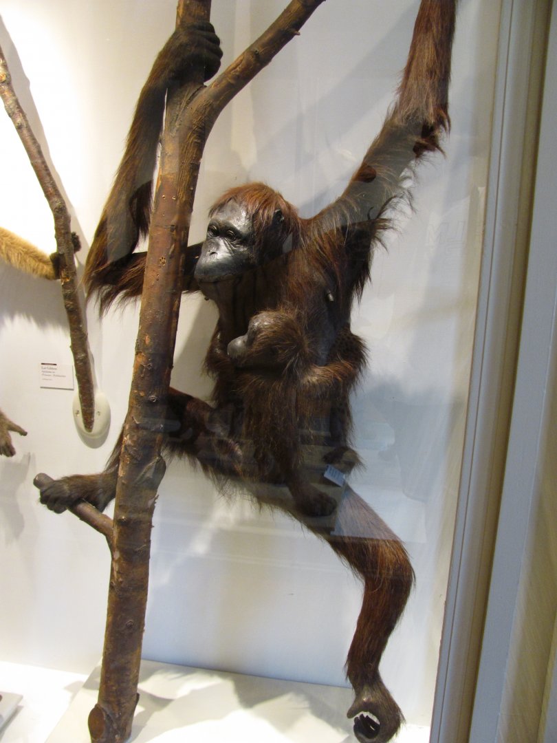 Orangutan Female & Baby