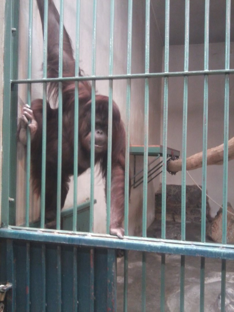 Orangutan female (Bornean?)