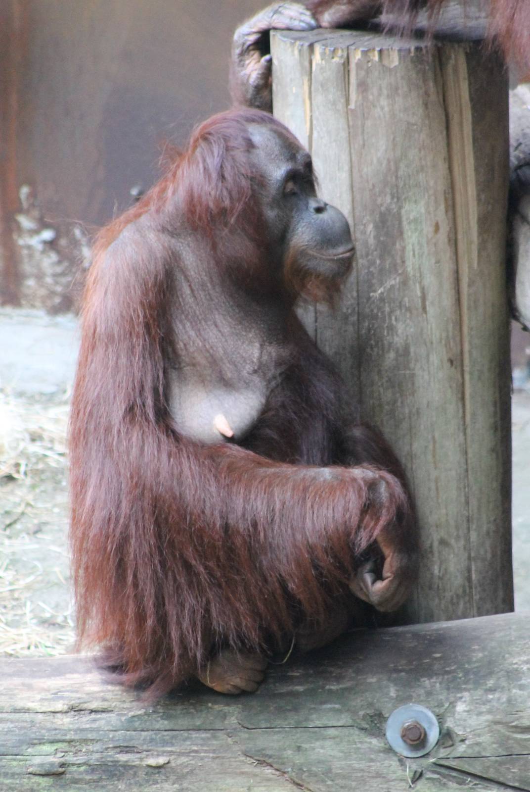 Orangutan female