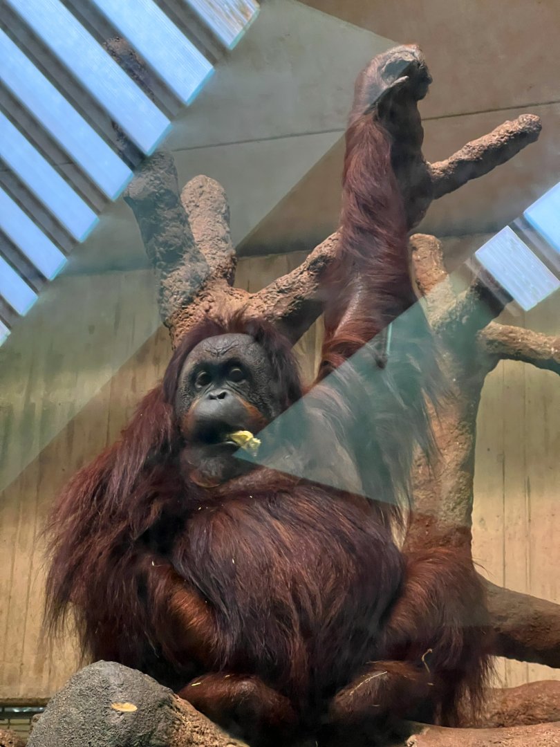 Orangutan Female
