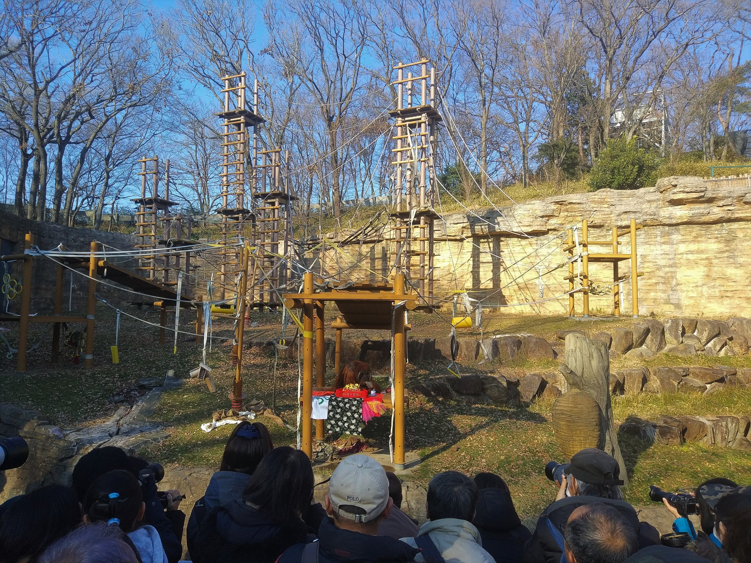 Orangutan Fiftieth Birthday Party