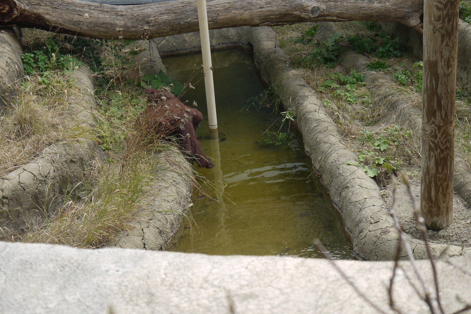 Orangutan fishing for?