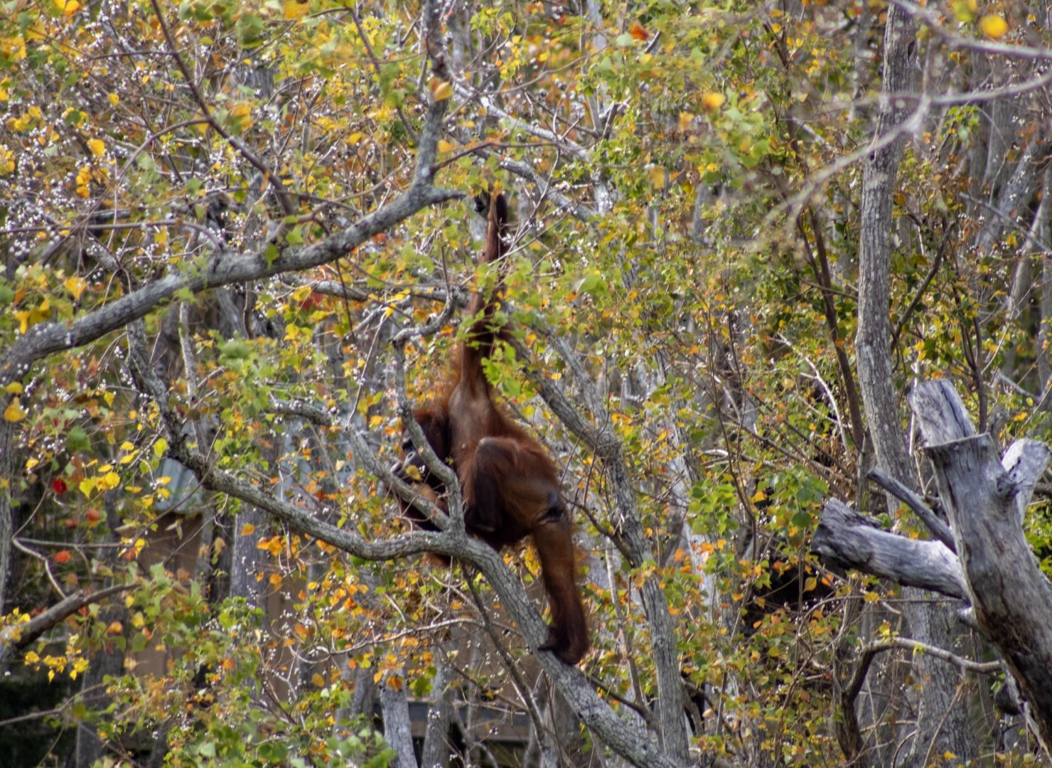 Orangutan Foraging