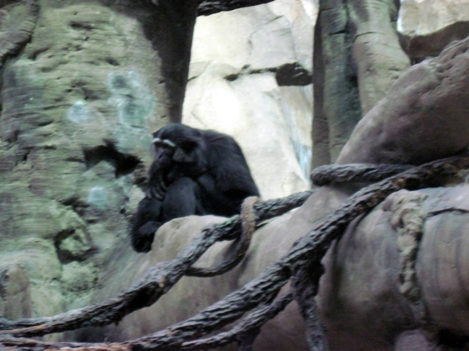 Orangutan Forest-Agile Gibbon