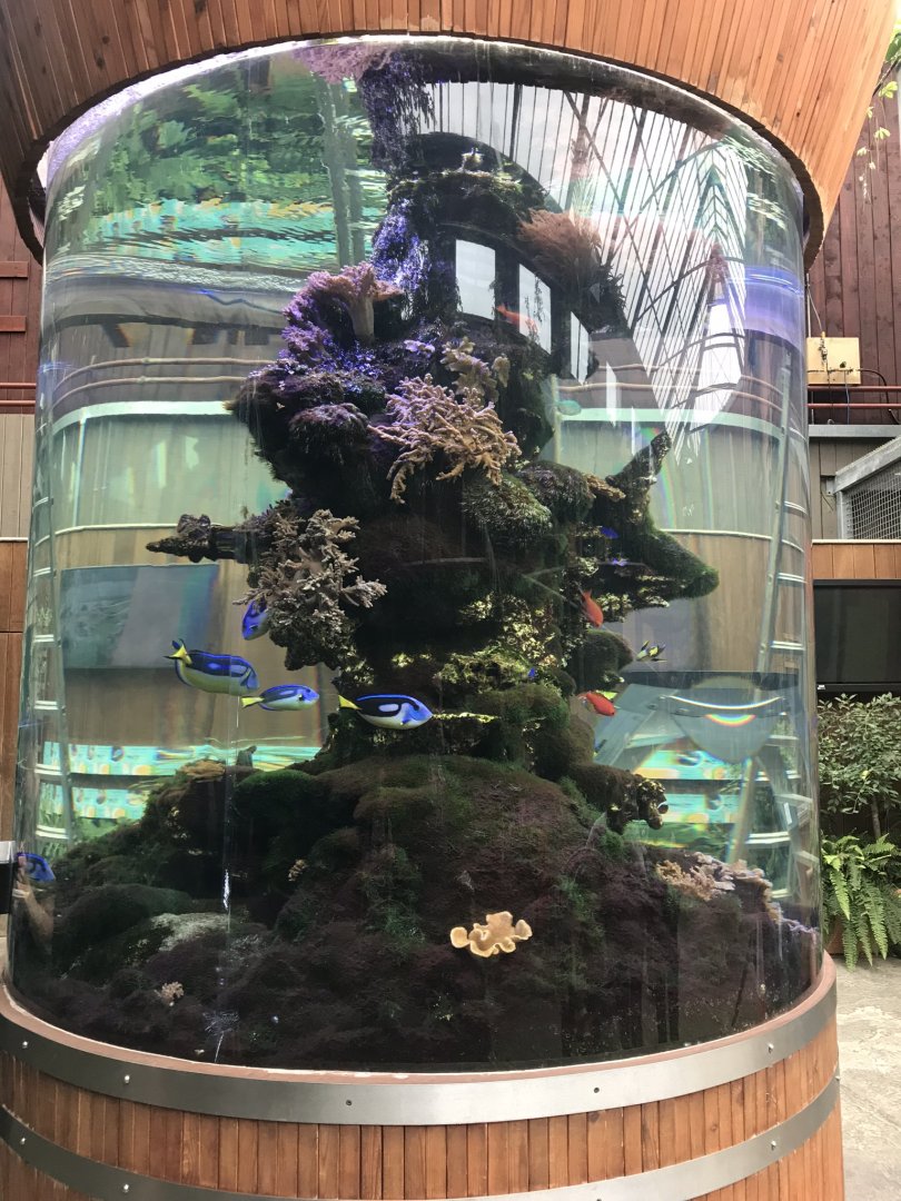 Orangutan Forest - aquarium exhibit 050819