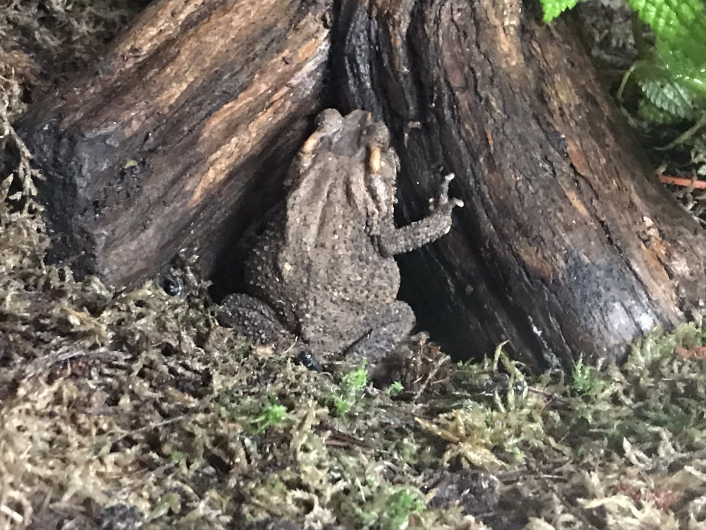 Orangutan Forest - Bony-headed toad 050819