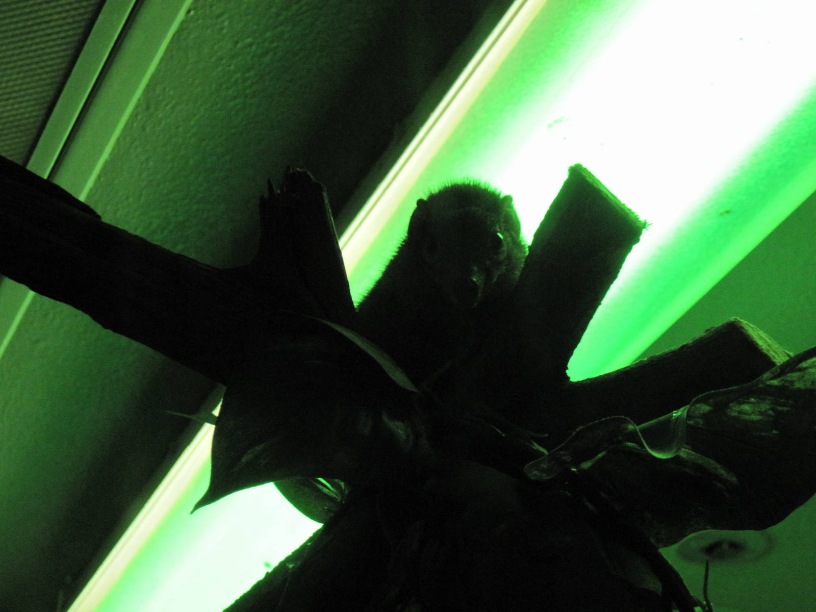 Orangutan Forest-Common Tree Shrew