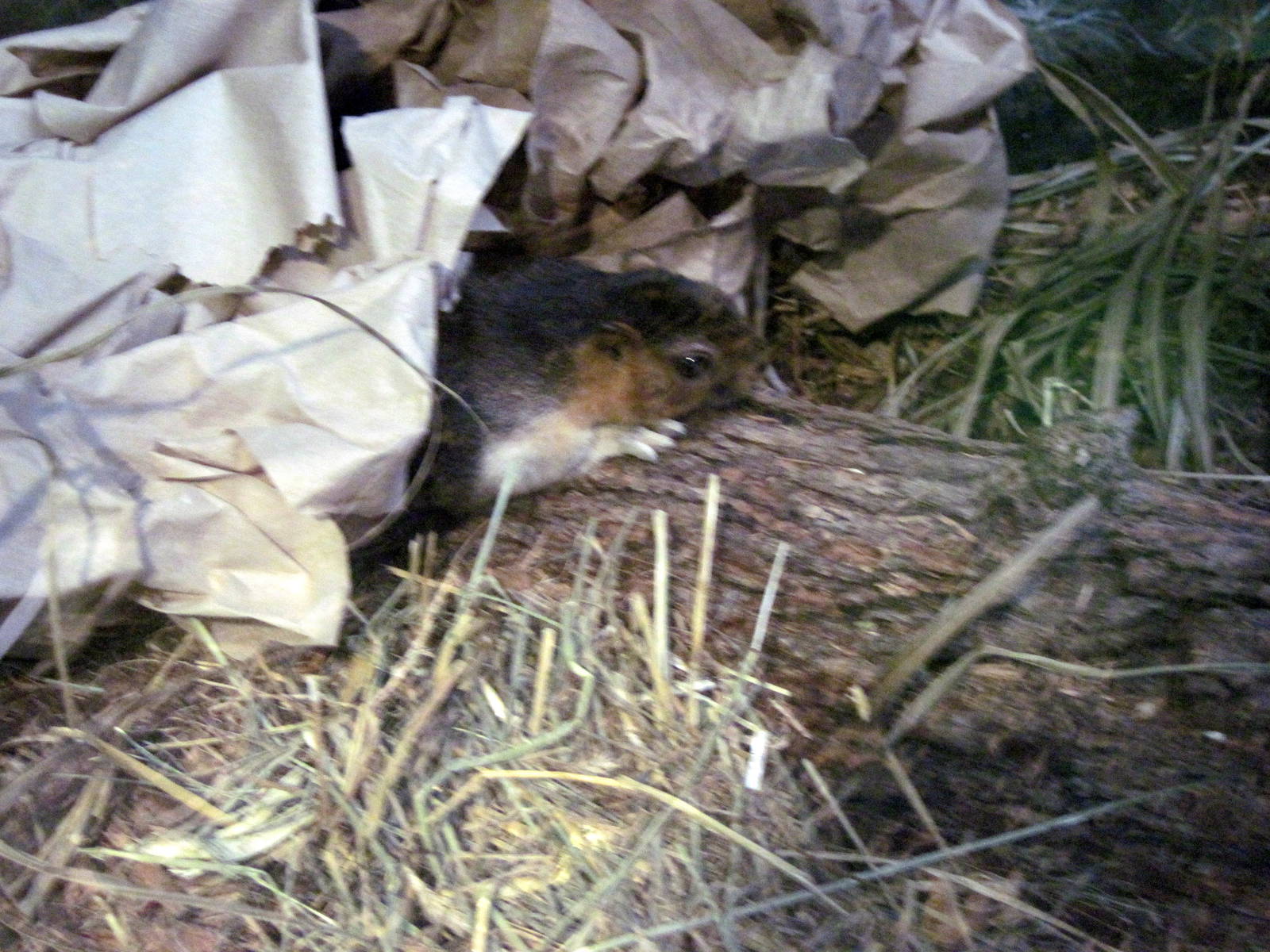 Orangutan Forest-Cream-coloured Giant Squirrel